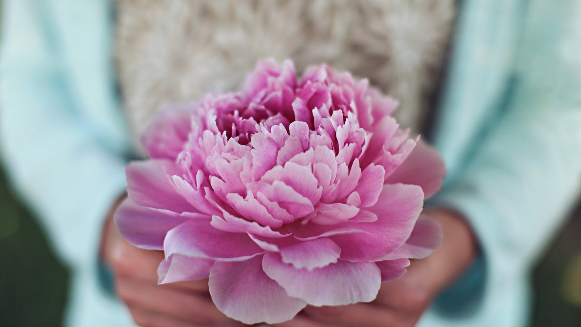peony, flower, hand, pink, blue, HD Wallpaper