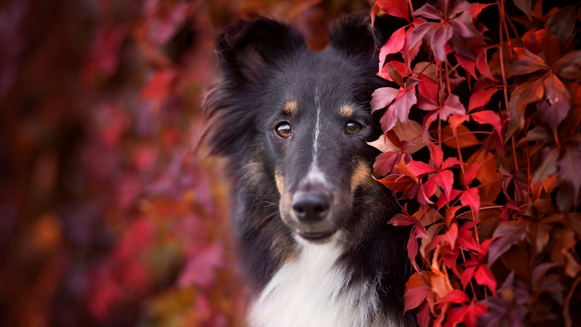 red, autumn, caine, dog, animal, sheltie, leaf, HD Wallpaper