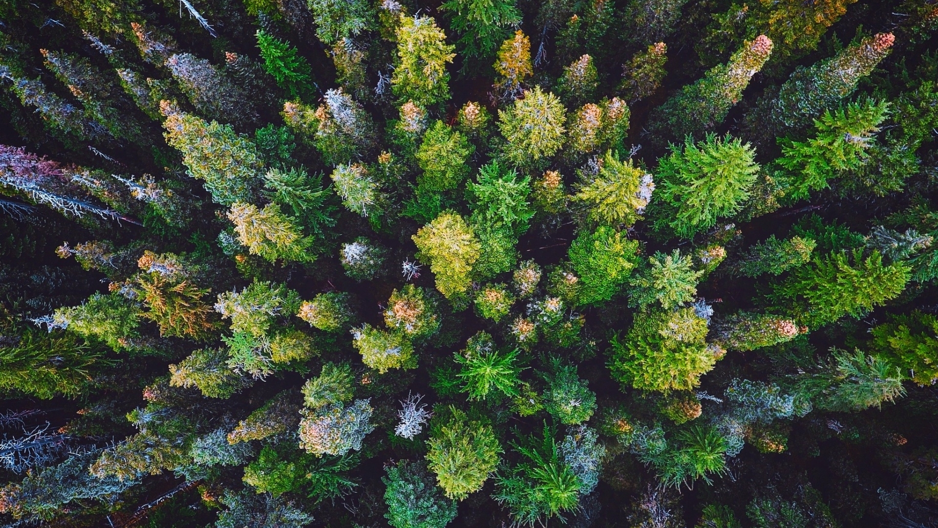 tree, nature, forest, leaf, HD Wallpaper