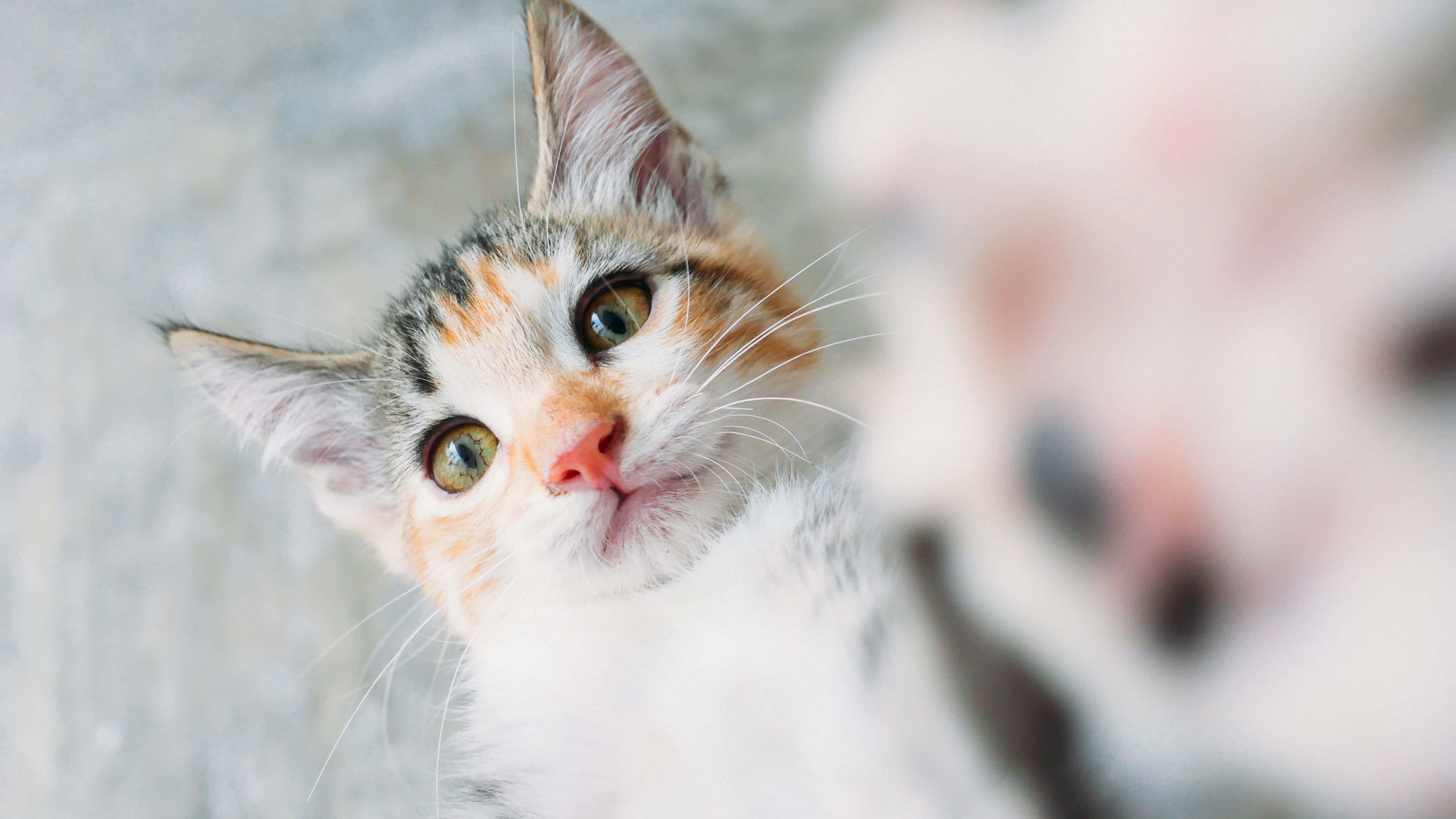 kitten, cat, selfie, 4k, HD Wallpaper