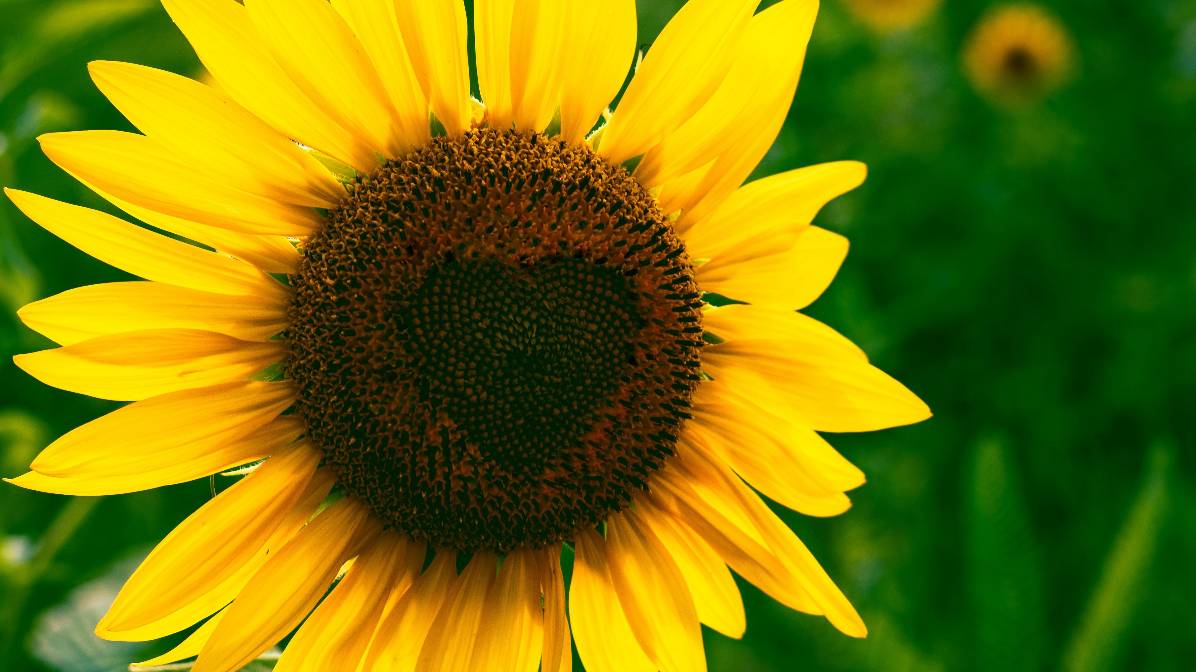 sunflower, heart, bloom, flower, 4k, HD Wallpaper