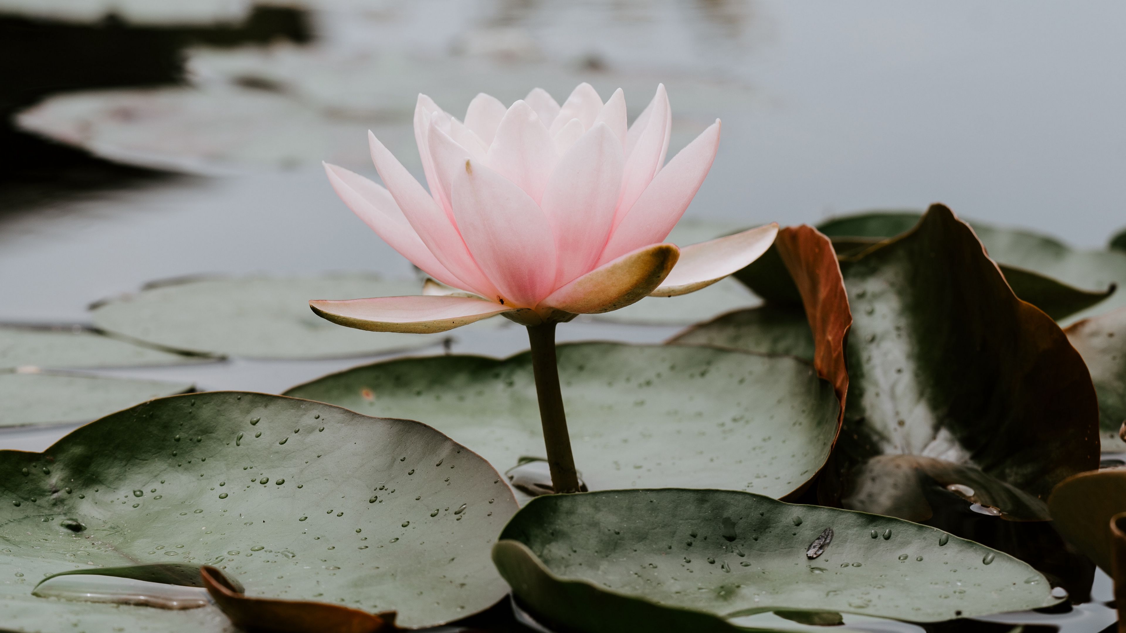 lotus, leaves, water, bloom, pink, drops, 4k, HD Wallpaper