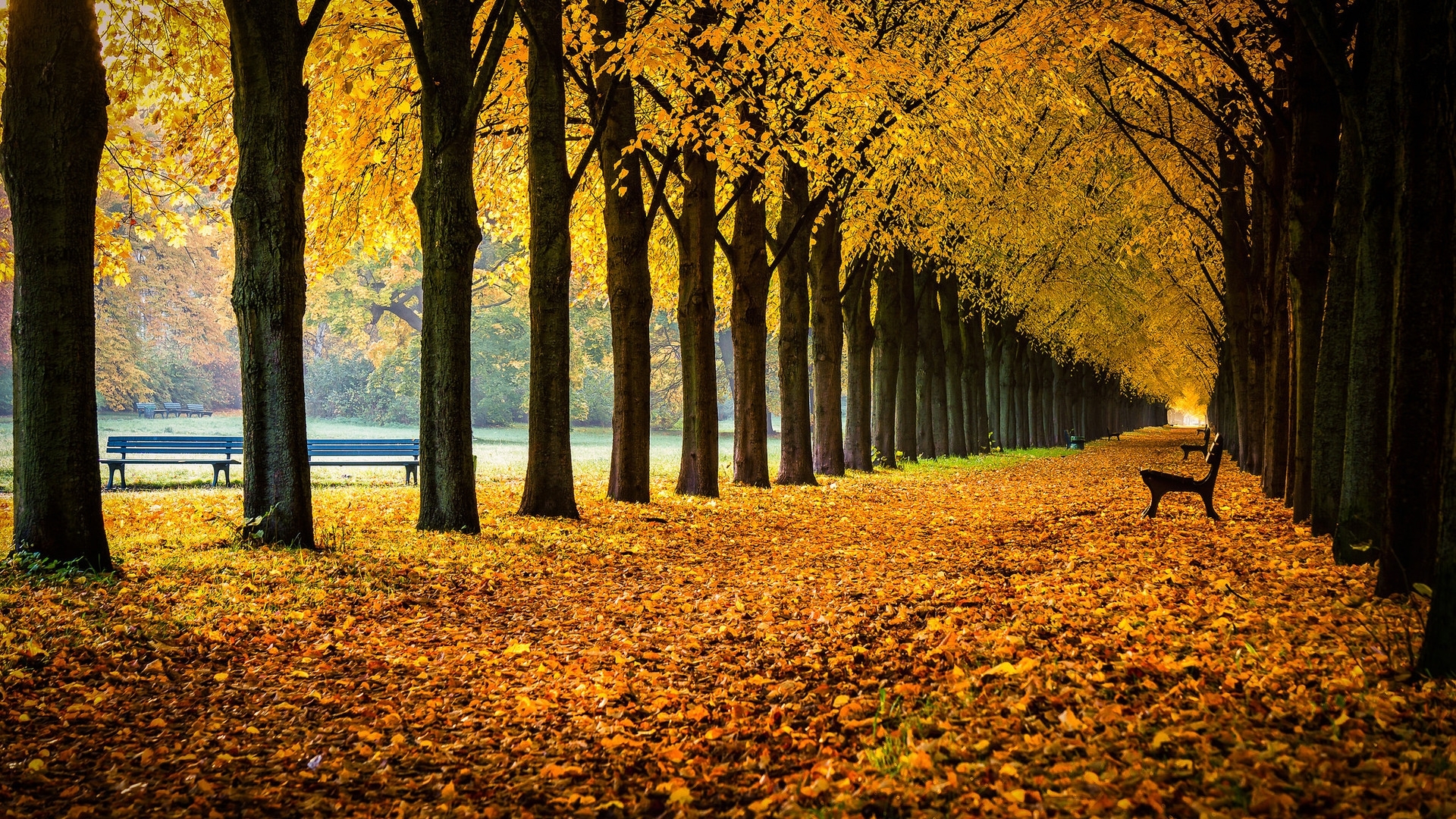 avenue, germany, trees, foliage, HD Wallpaper