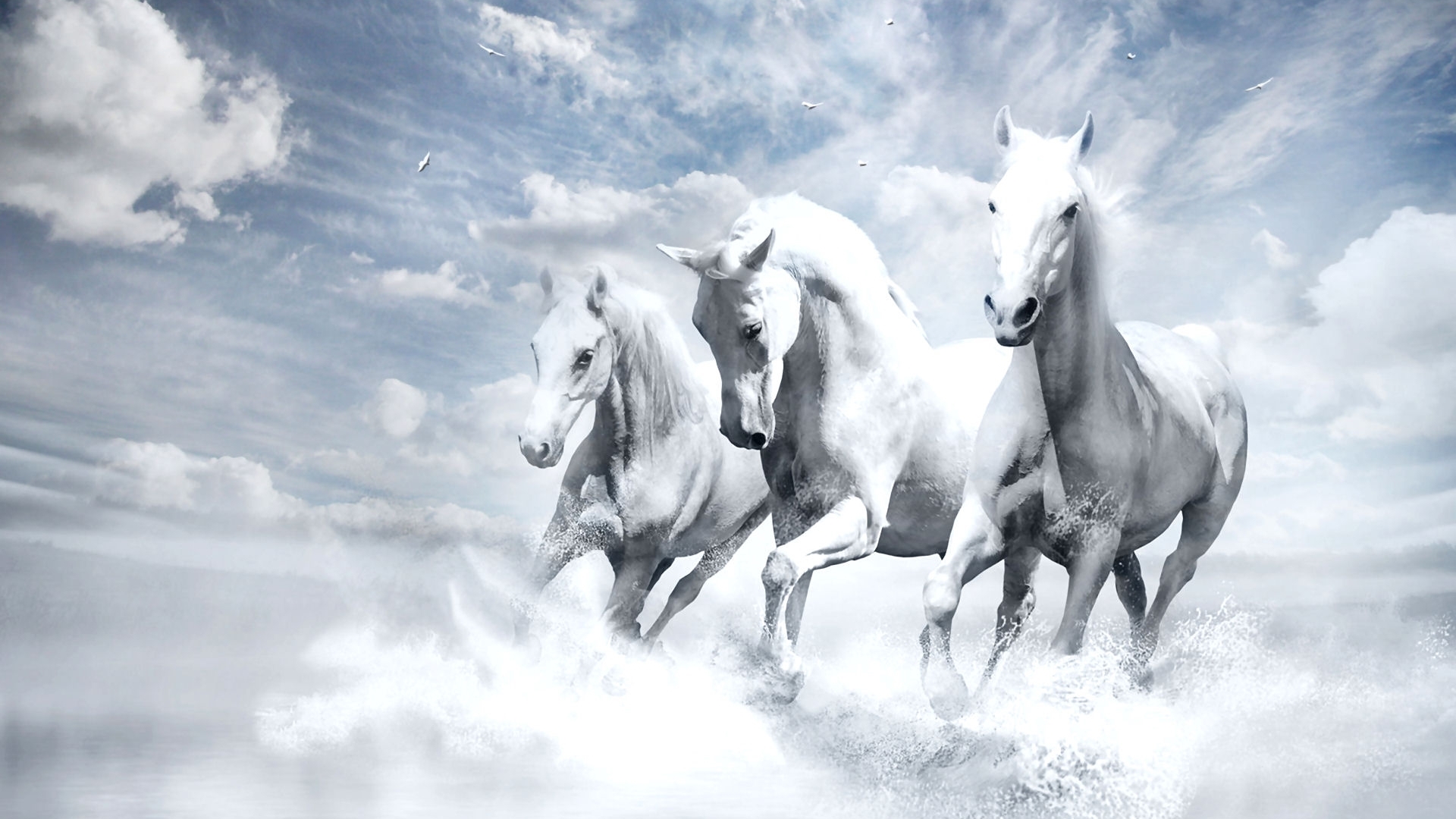 photo, photography, wide screen, equine, beautiful, horse, animal, HD Wallpaper