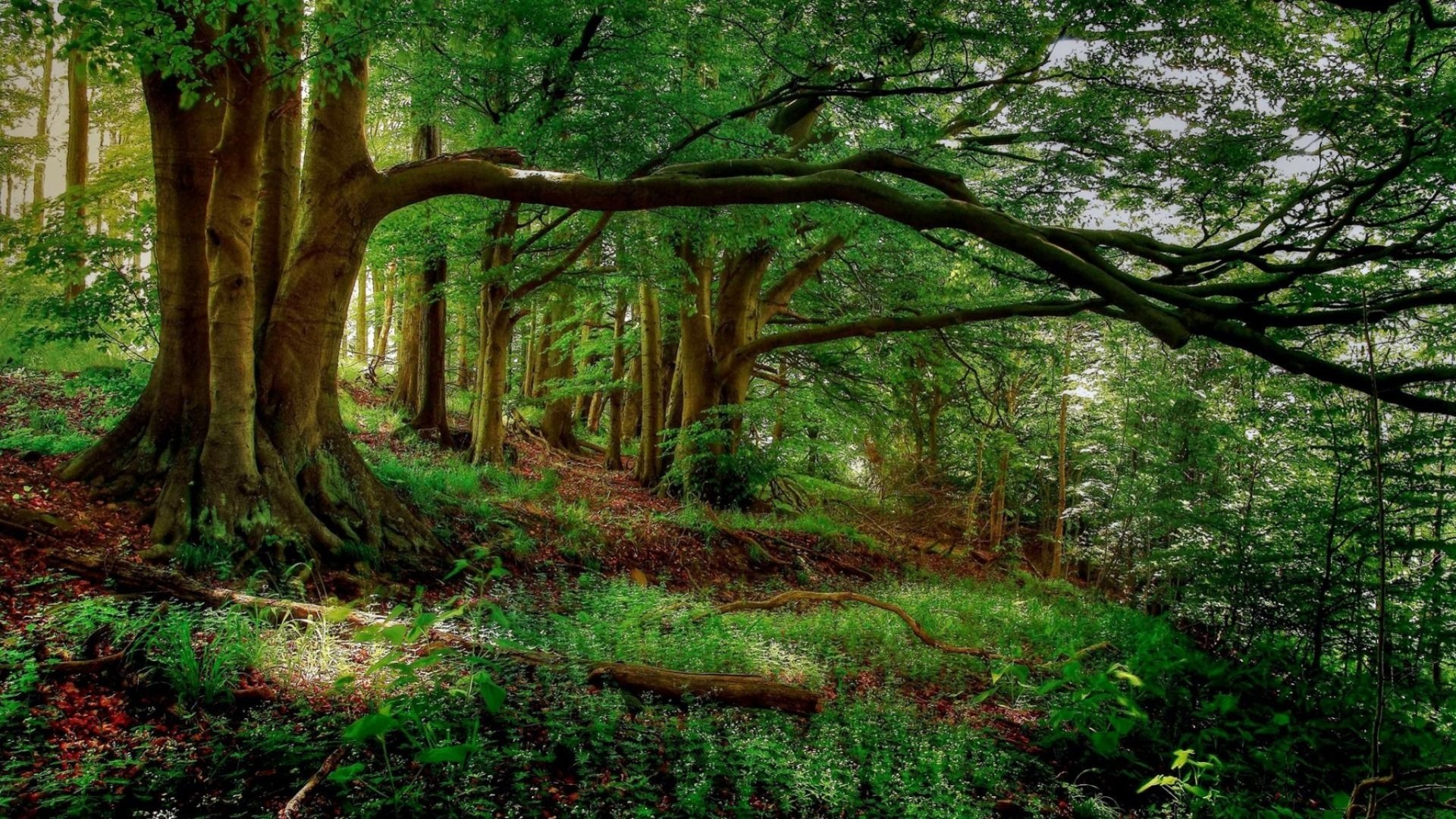forest, nature, trees, green, HD Wallpaper