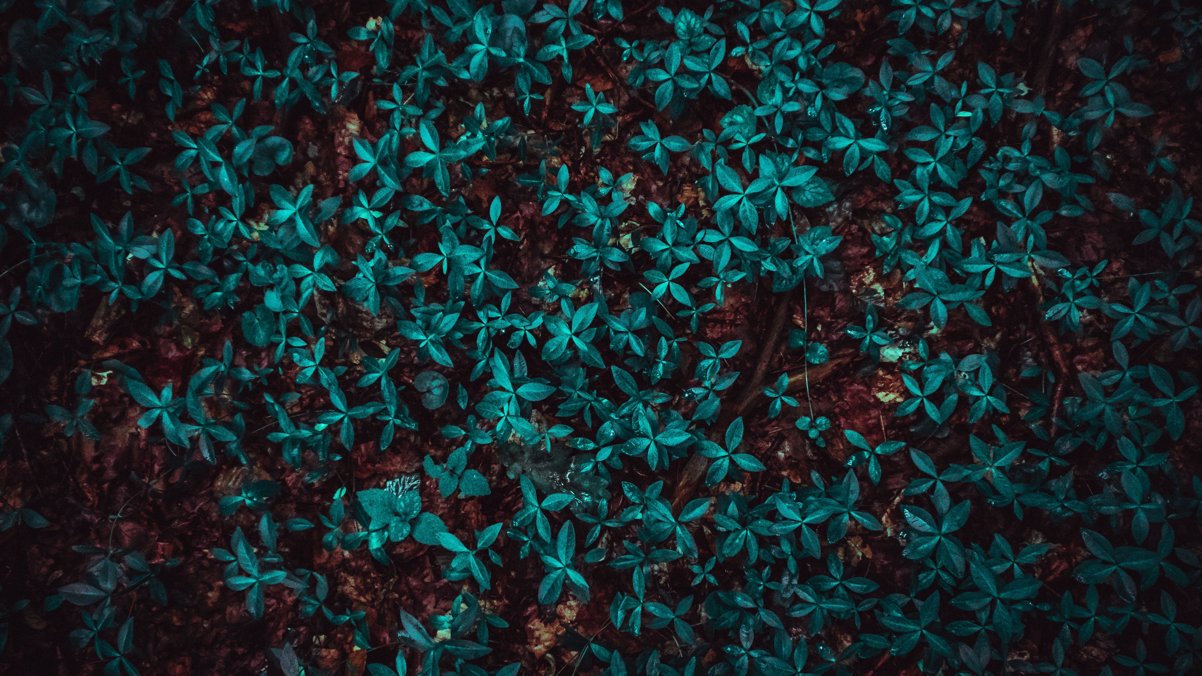 leaves, plant, forest, 4k, HD Wallpaper
