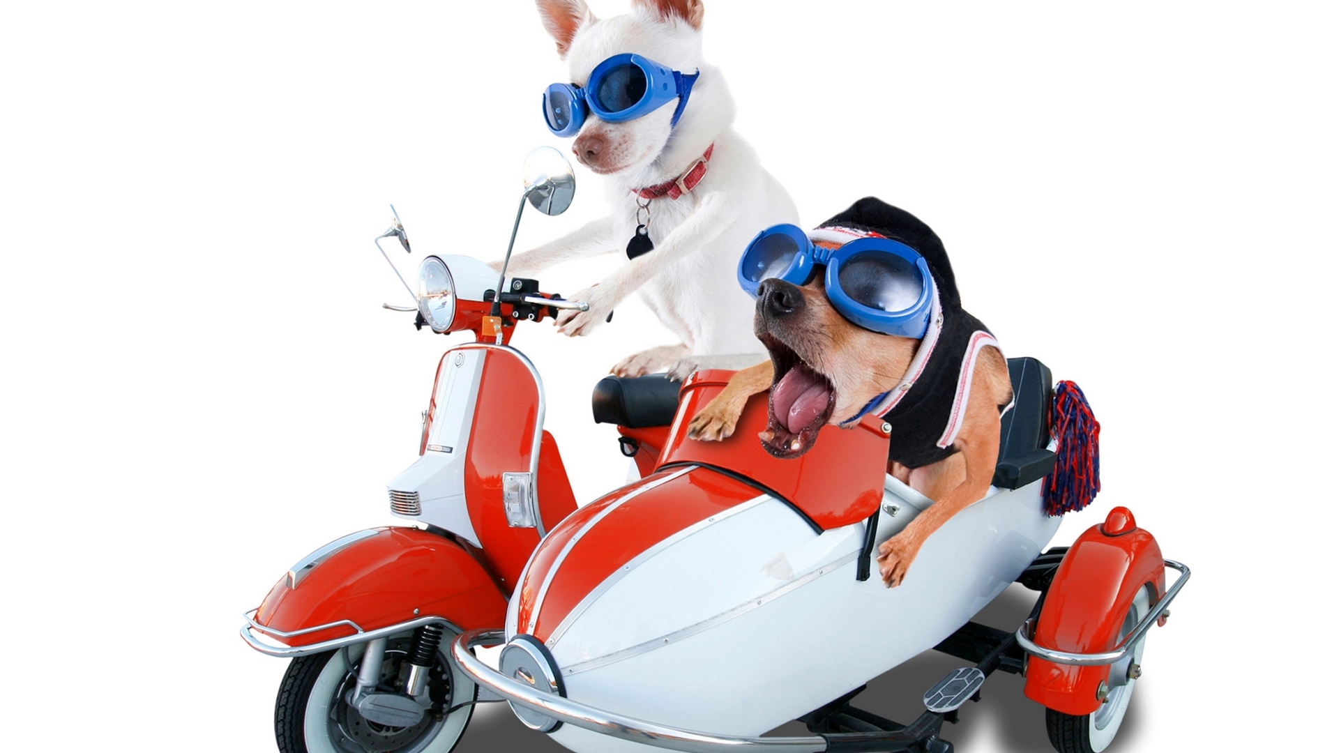 red, wind, glasses, caine, black, motorbike, situation, animal, hat, speed, funny, white, couple, dog, blue, HD Wallpaper