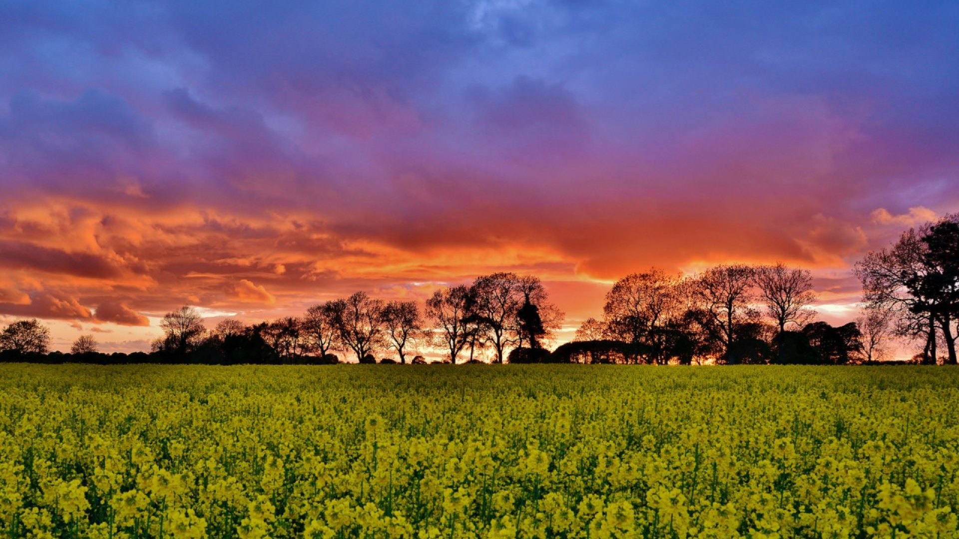 flowers, sunset, trees, clouds, field, HD Wallpaper