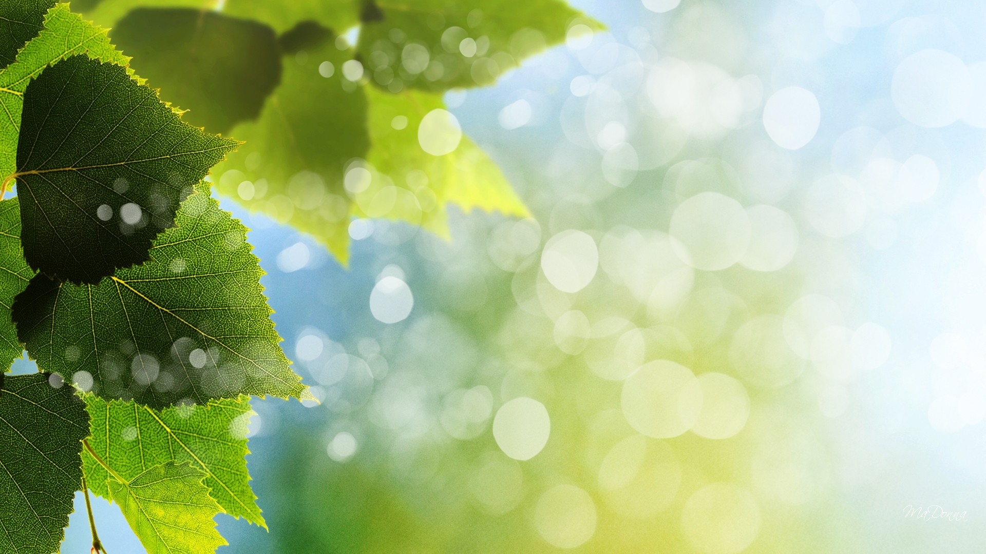 leaves, bokeh, green, sunlight, summer, spring, firefox persona theme, light, HD Wallpaper