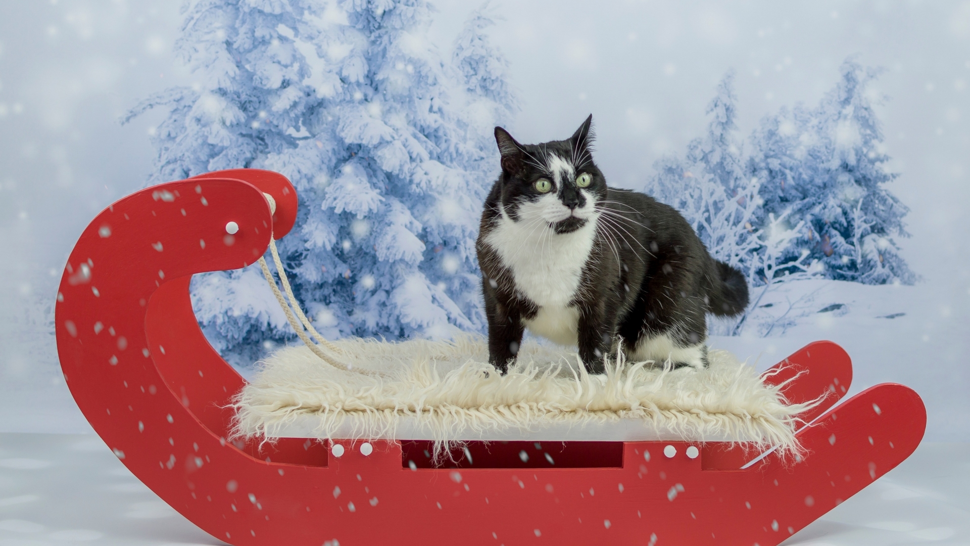 sleigh, red, cat, animal, winter, tree, white, pisica, blue, HD Wallpaper
