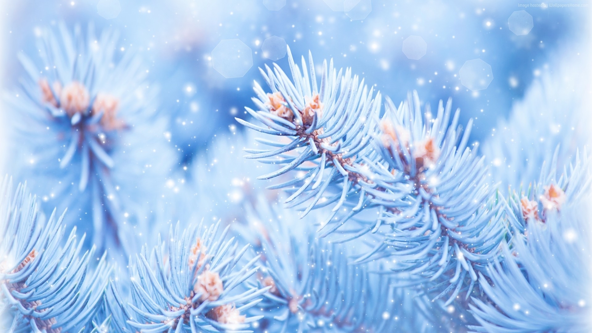 nature, snow, winter, frost, HD Wallpaper