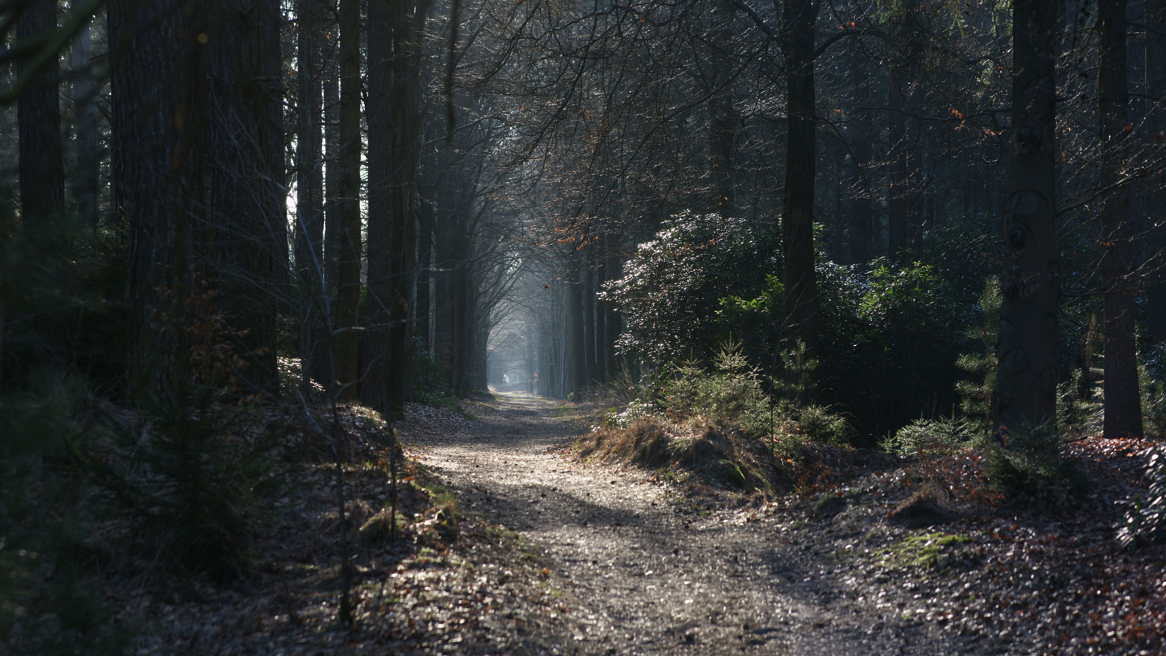 path, fog, trees, arch, 4k, HD Wallpaper