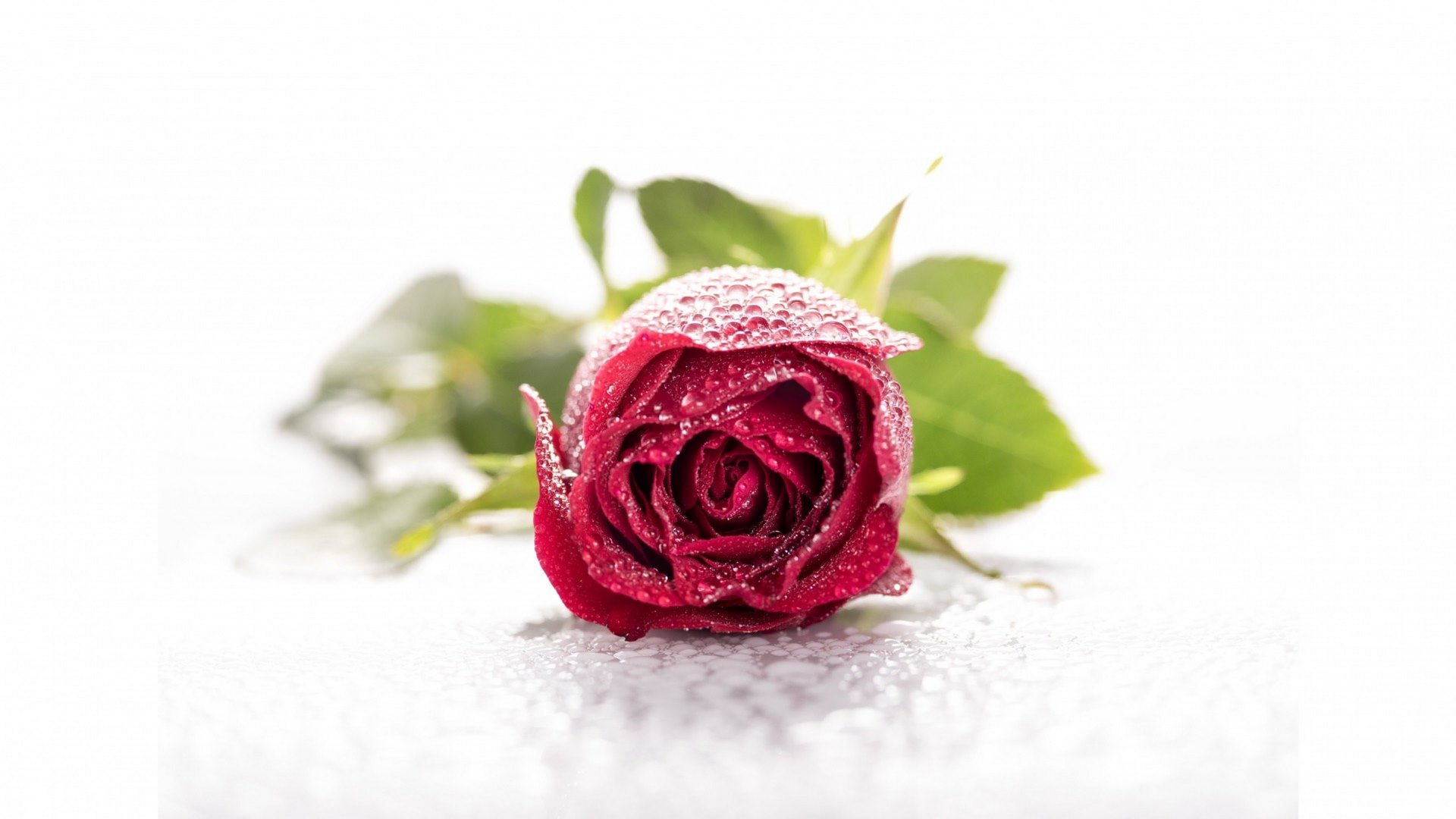 red, green, rose, flower, valentine, white, HD Wallpaper