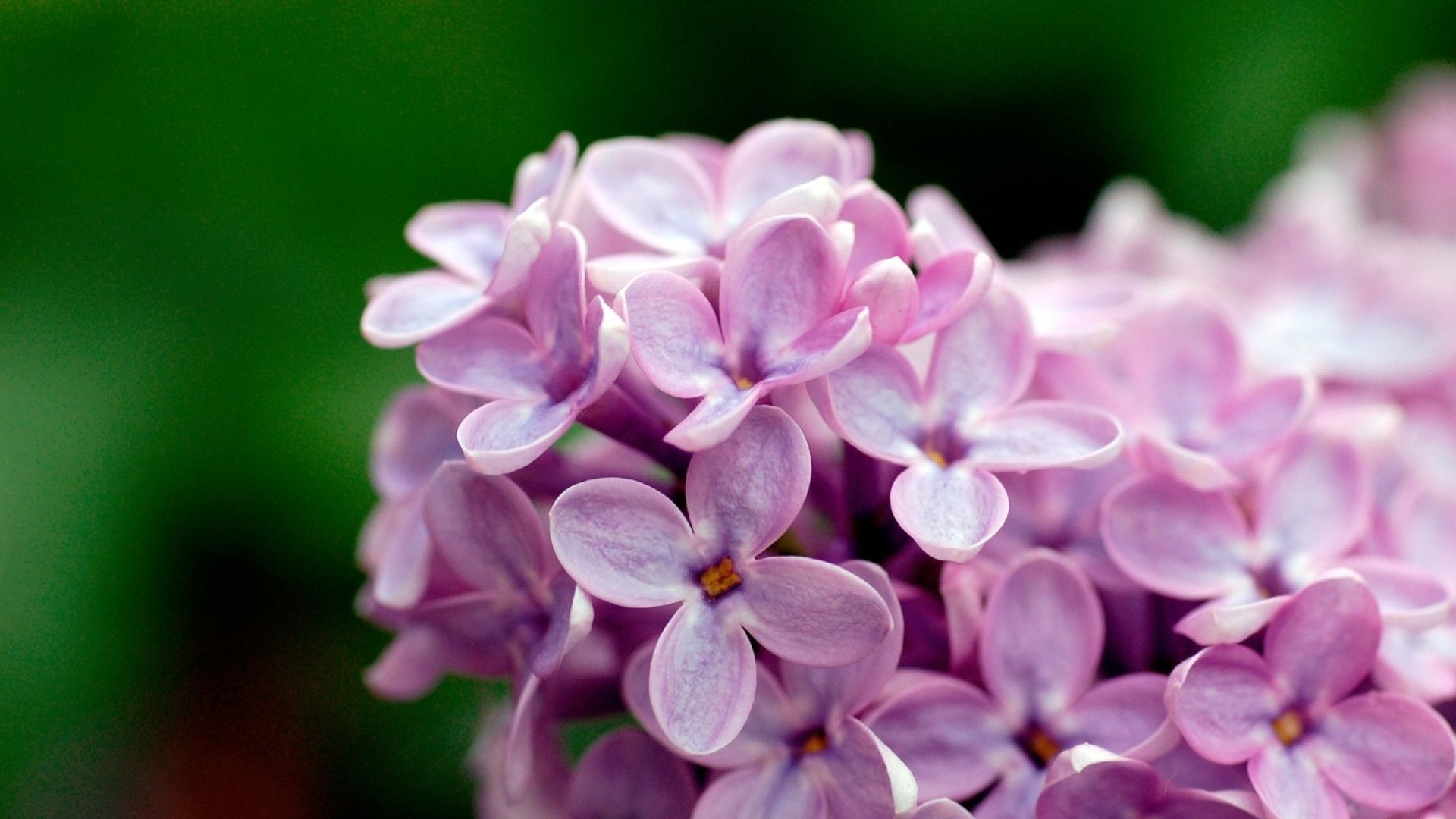 lilac, flowers, nature, violet, HD Wallpaper