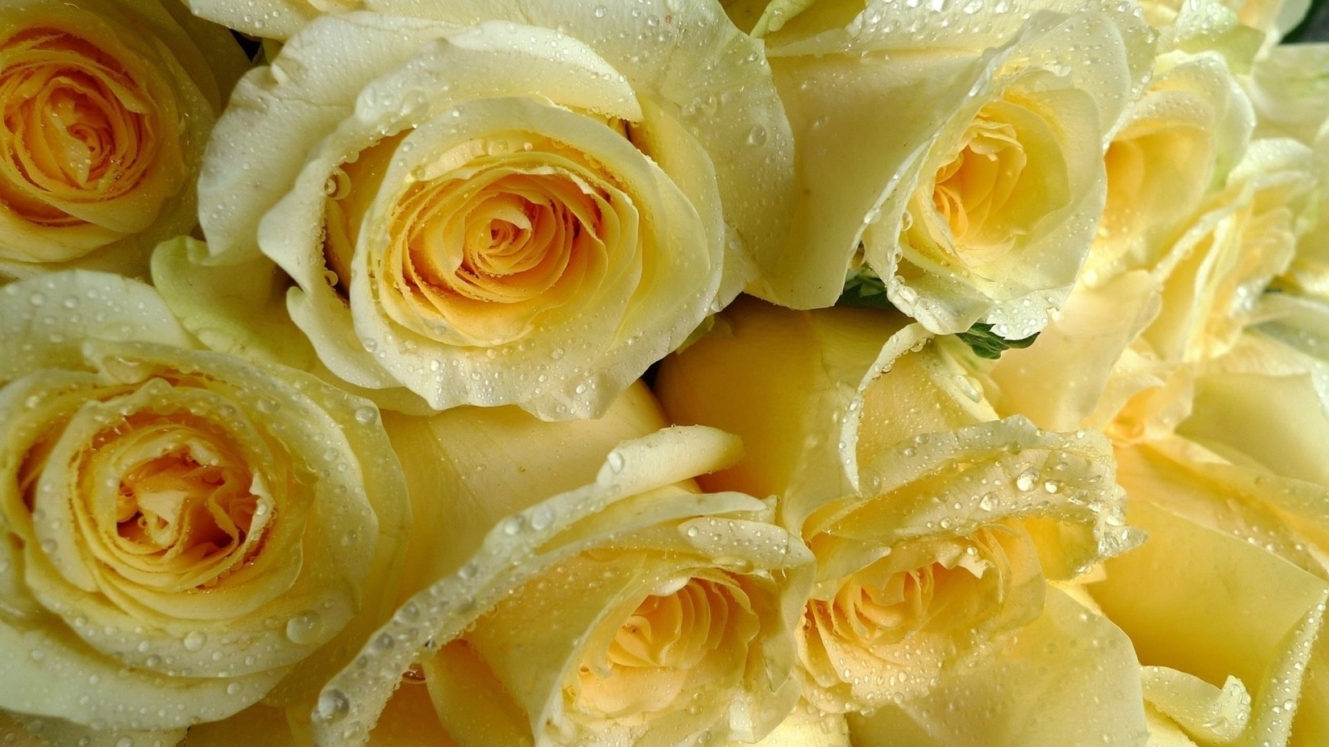 beautiful, yellow, roses, flowers, HD Wallpaper