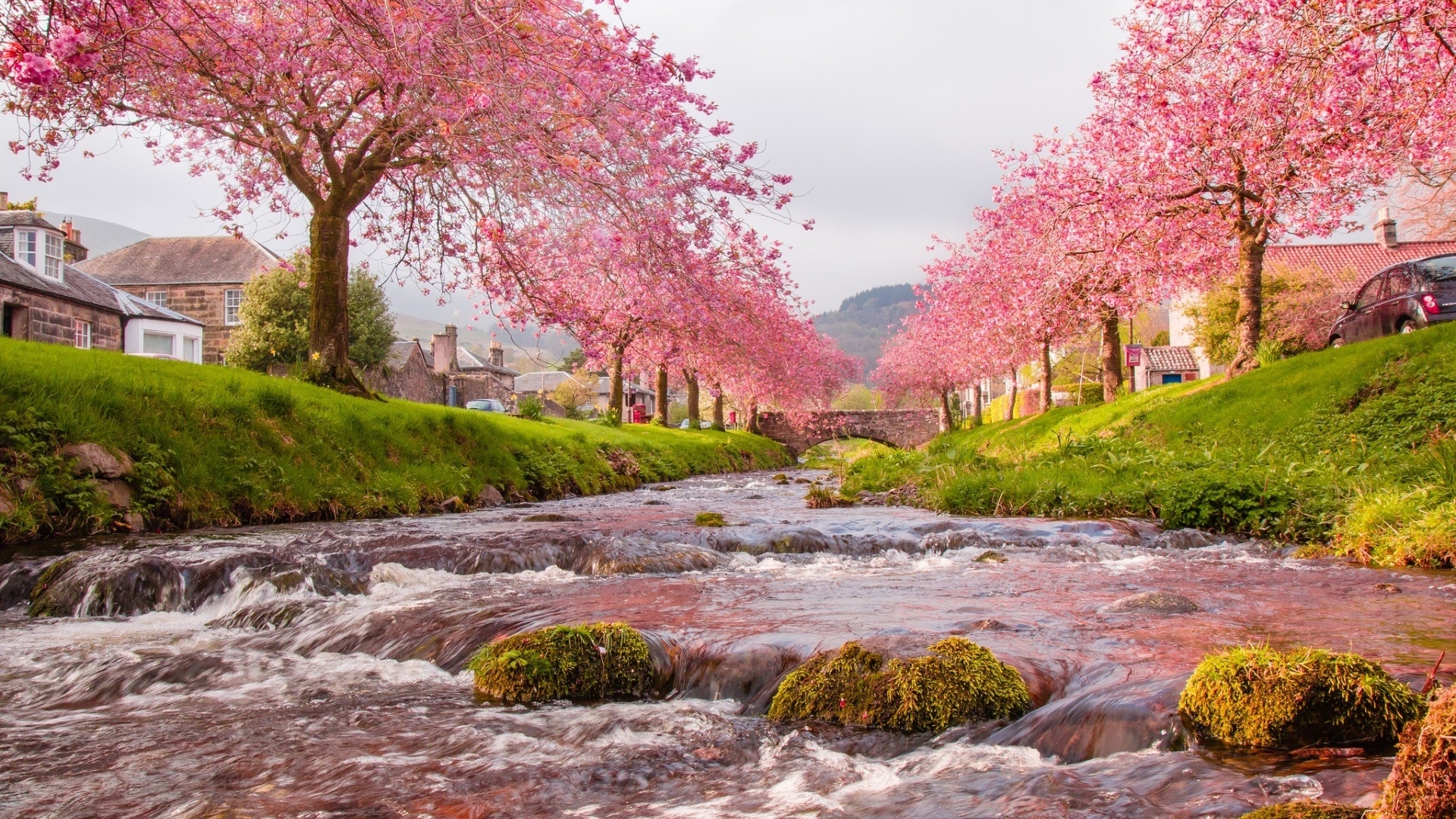 tree, nature, river, pink, HD Wallpaper
