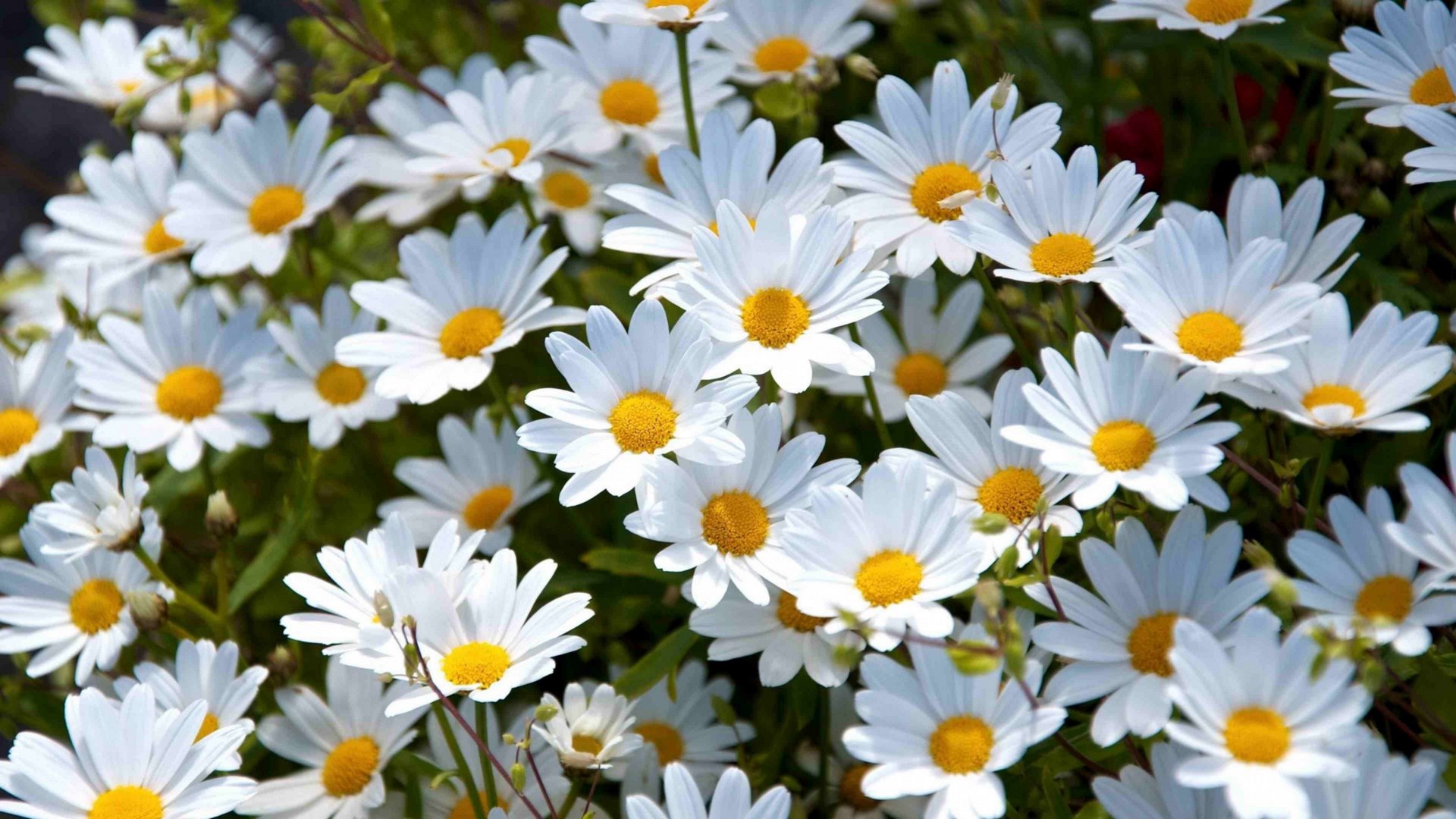 daisies, white flowers, flowers, nature, white daisies, HD Wallpaper