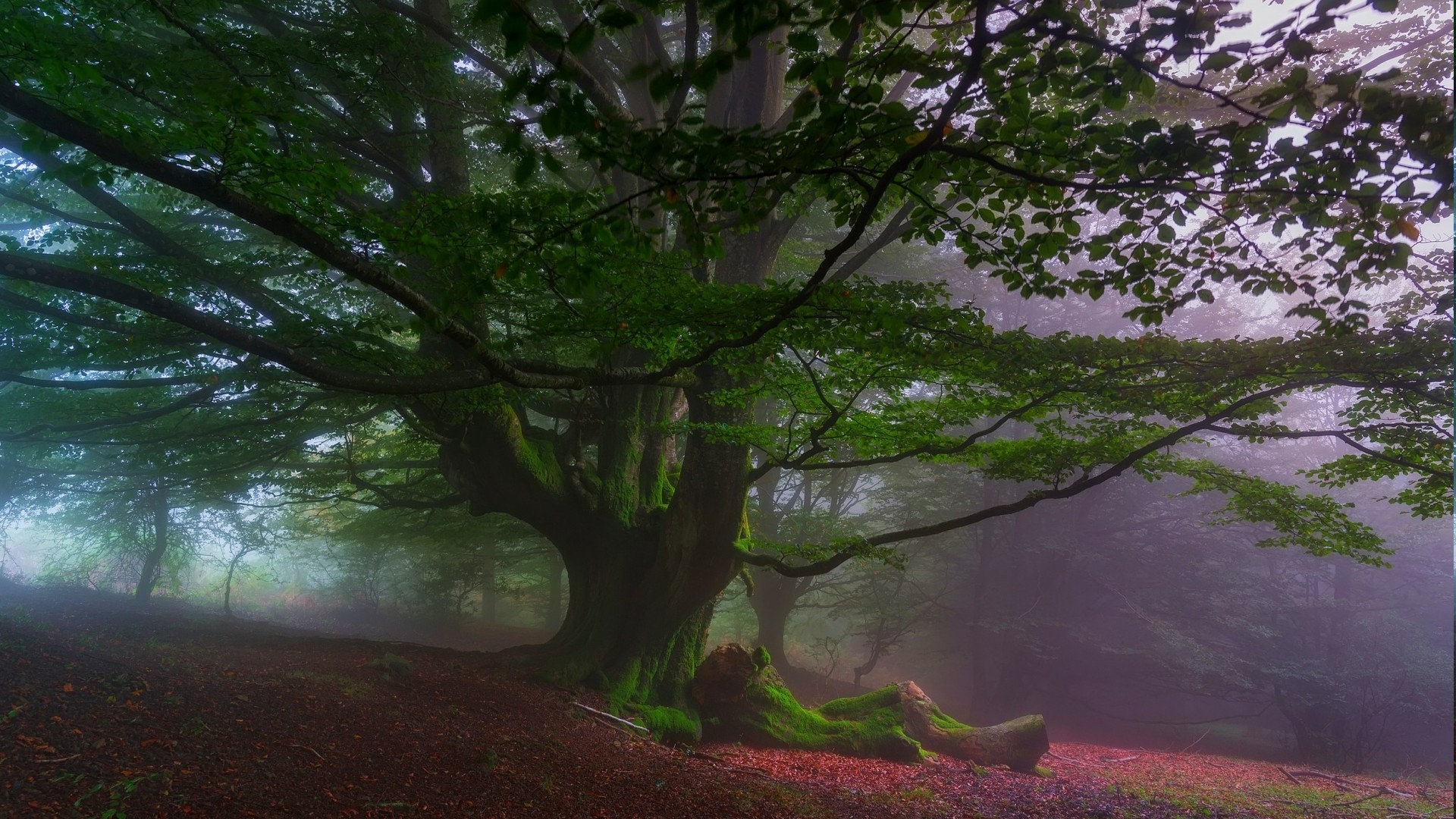red, tree, leaves, moss, mist, HD Wallpaper