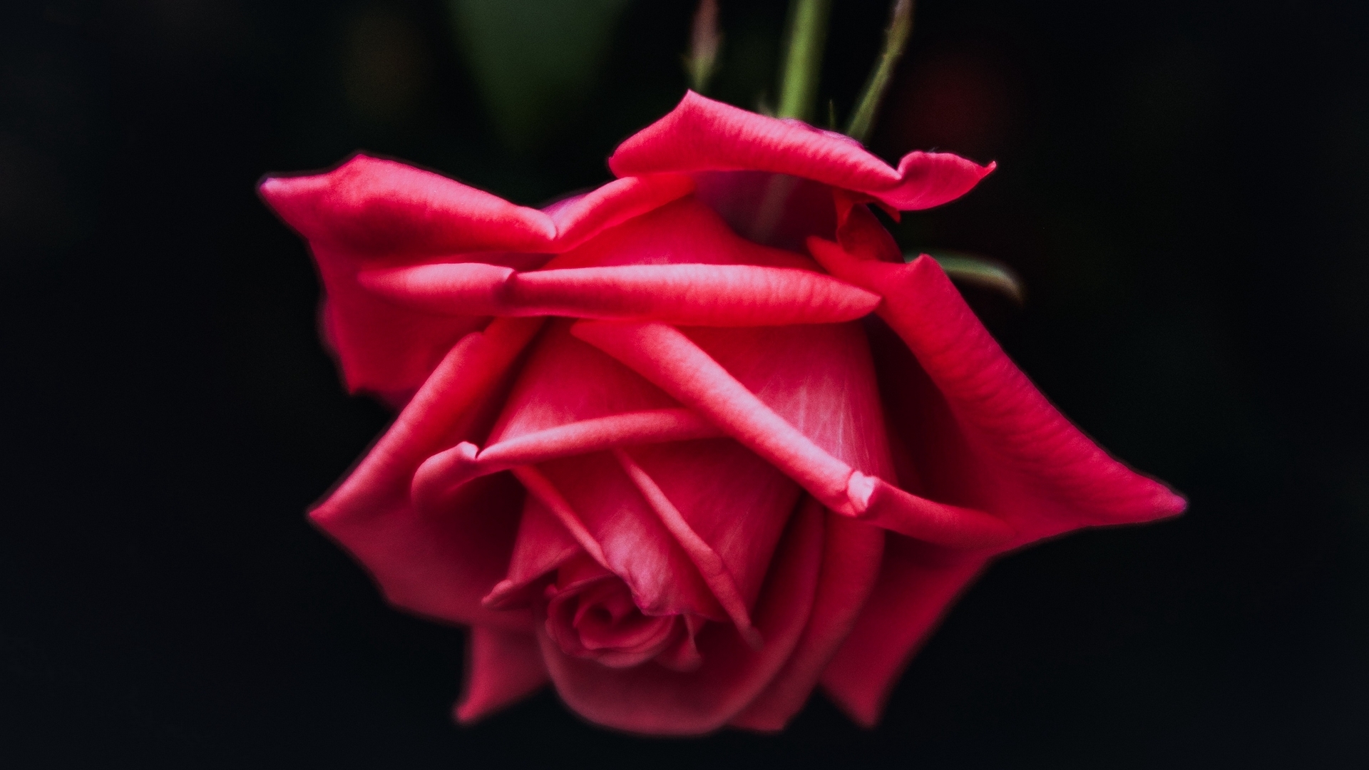flower, red, black, rose, trandafir, HD Wallpaper