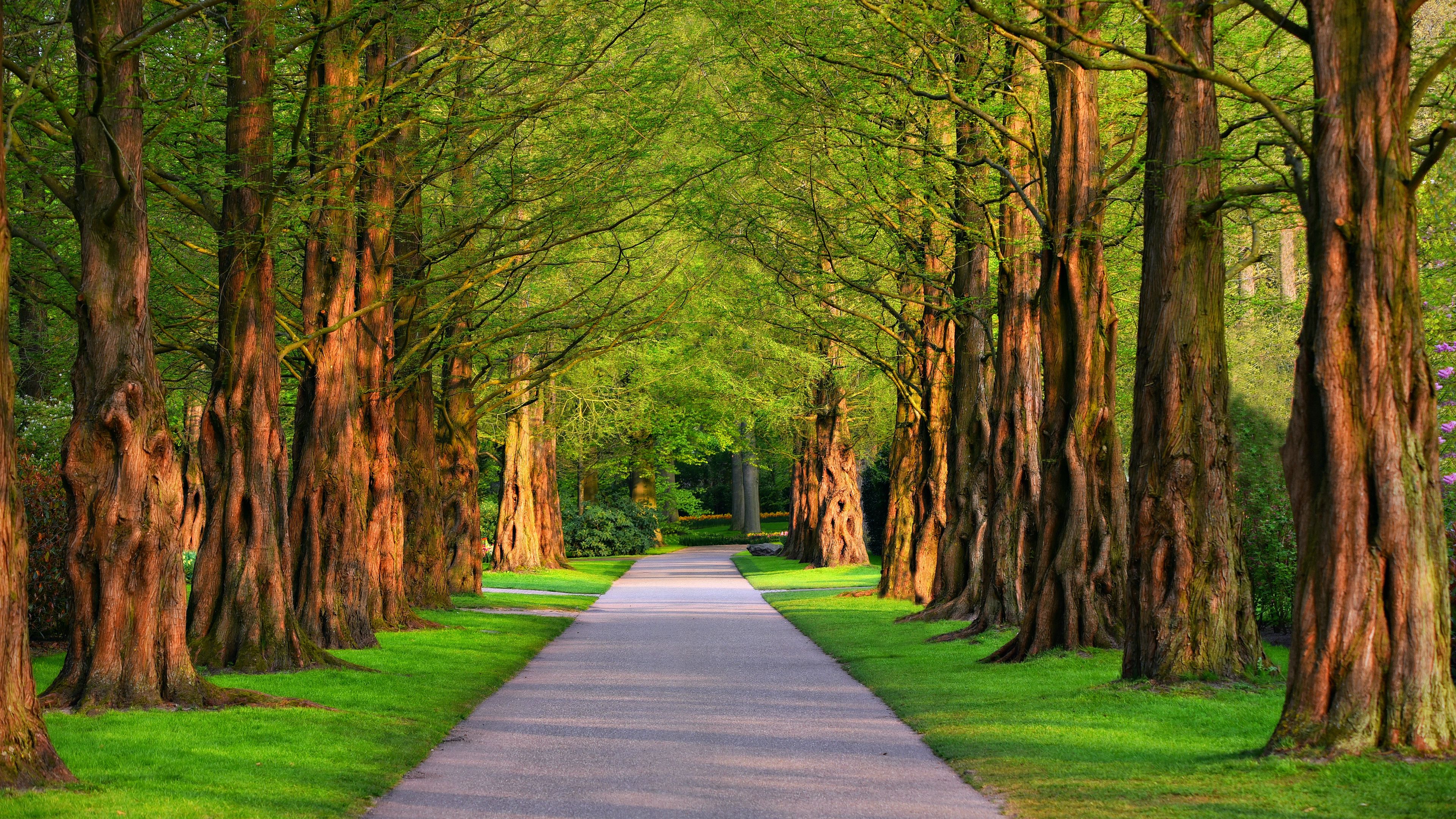 alley, trees, grass, summer, 4k, HD Wallpaper