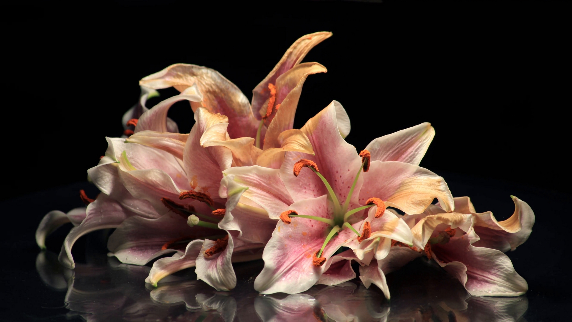 colorful, flowers, nature, petals, HD Wallpaper