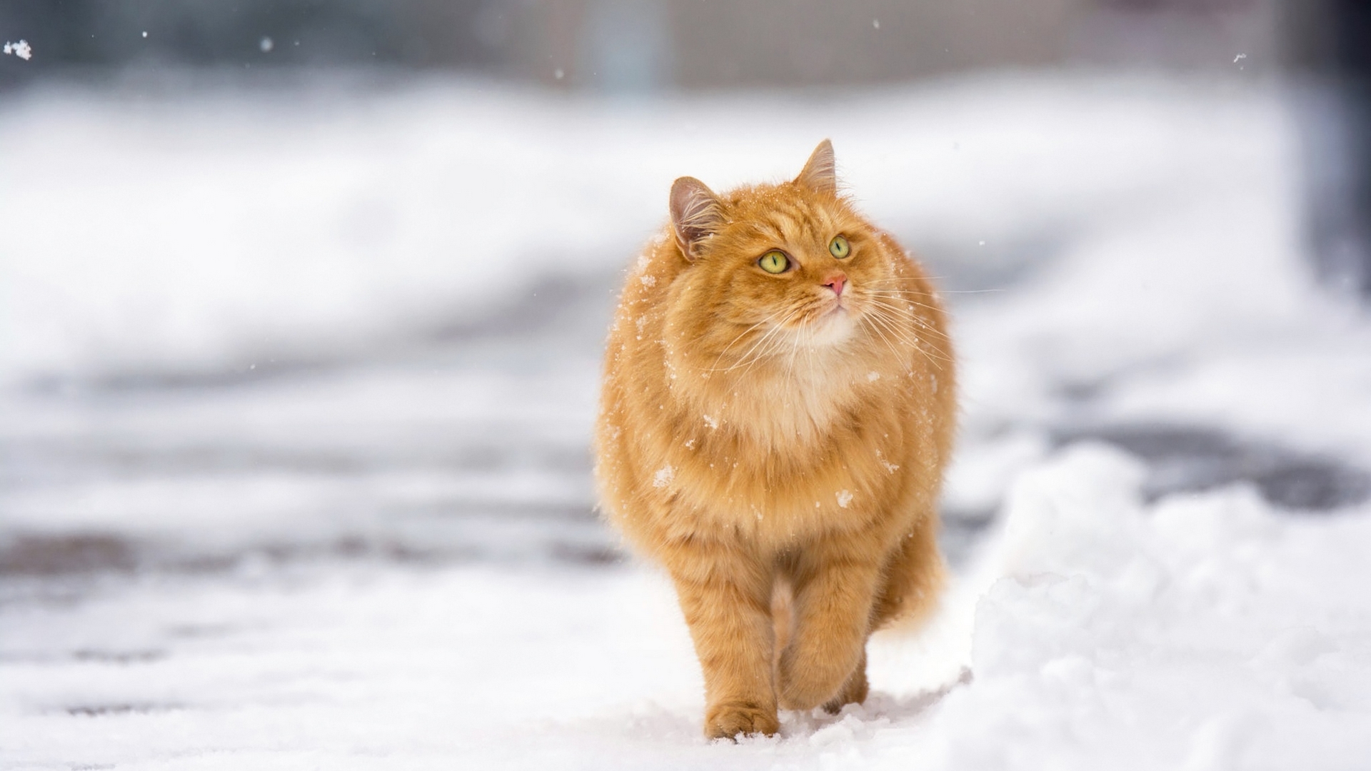 orange, ginger, white, cat, pisici, iarna, animal, winter, HD Wallpaper