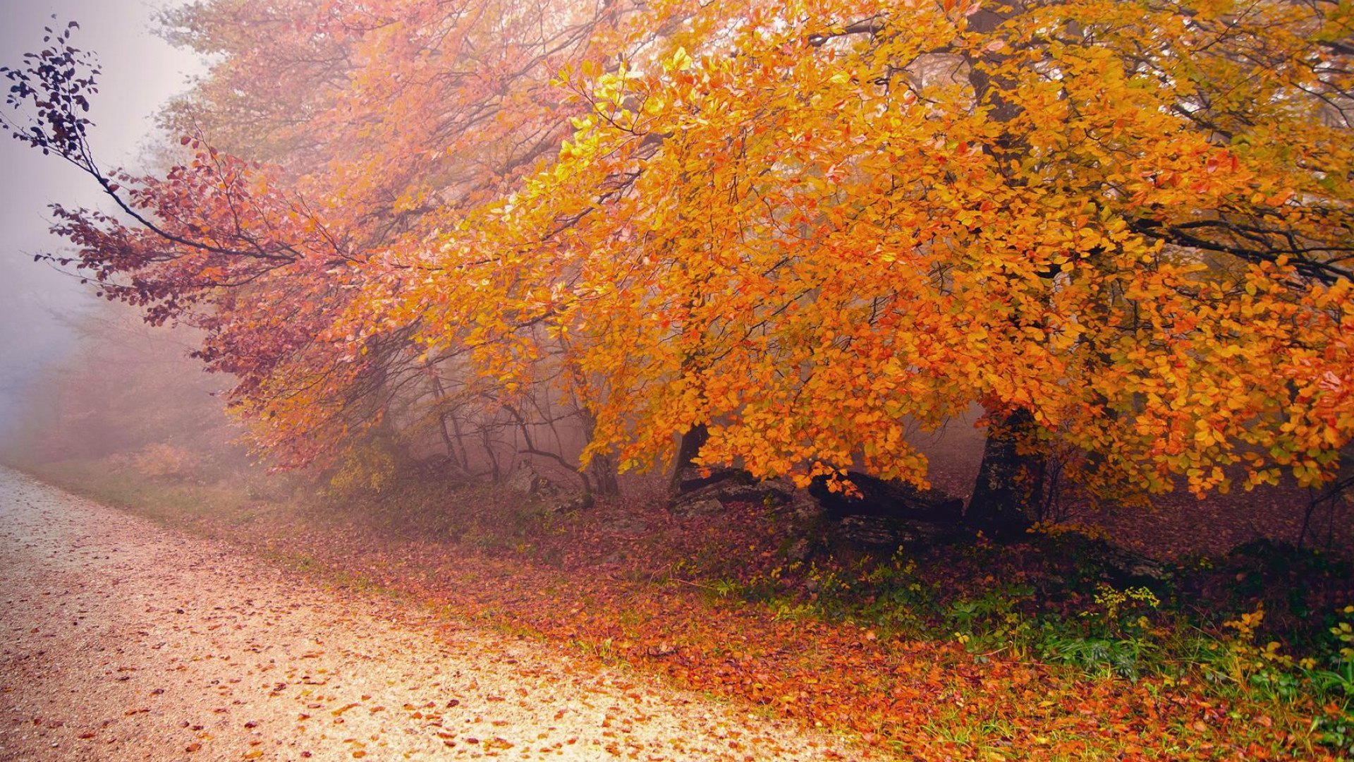 forest, autumn, road, mist, HD Wallpaper