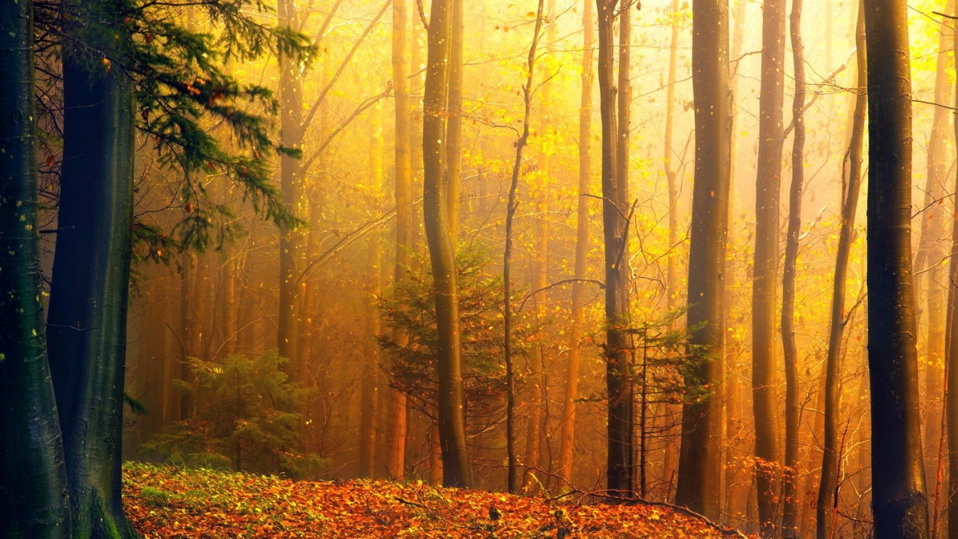forest, autumn, beautiful, nature, trees, HD Wallpaper