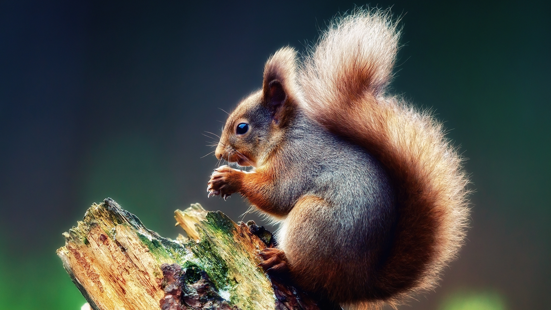 animal, wildlife, squirrel, eating, HD Wallpaper