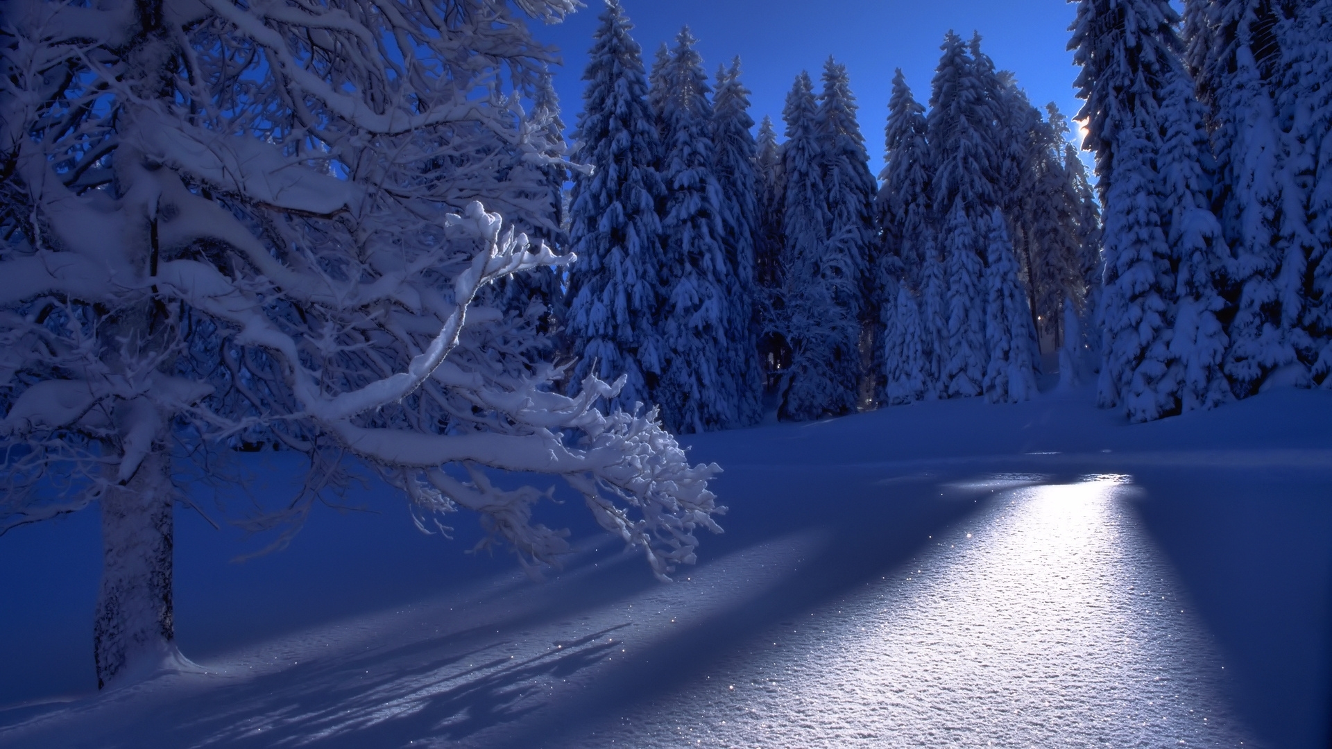 tree, craciun, snow, white, blue, winter, HD Wallpaper