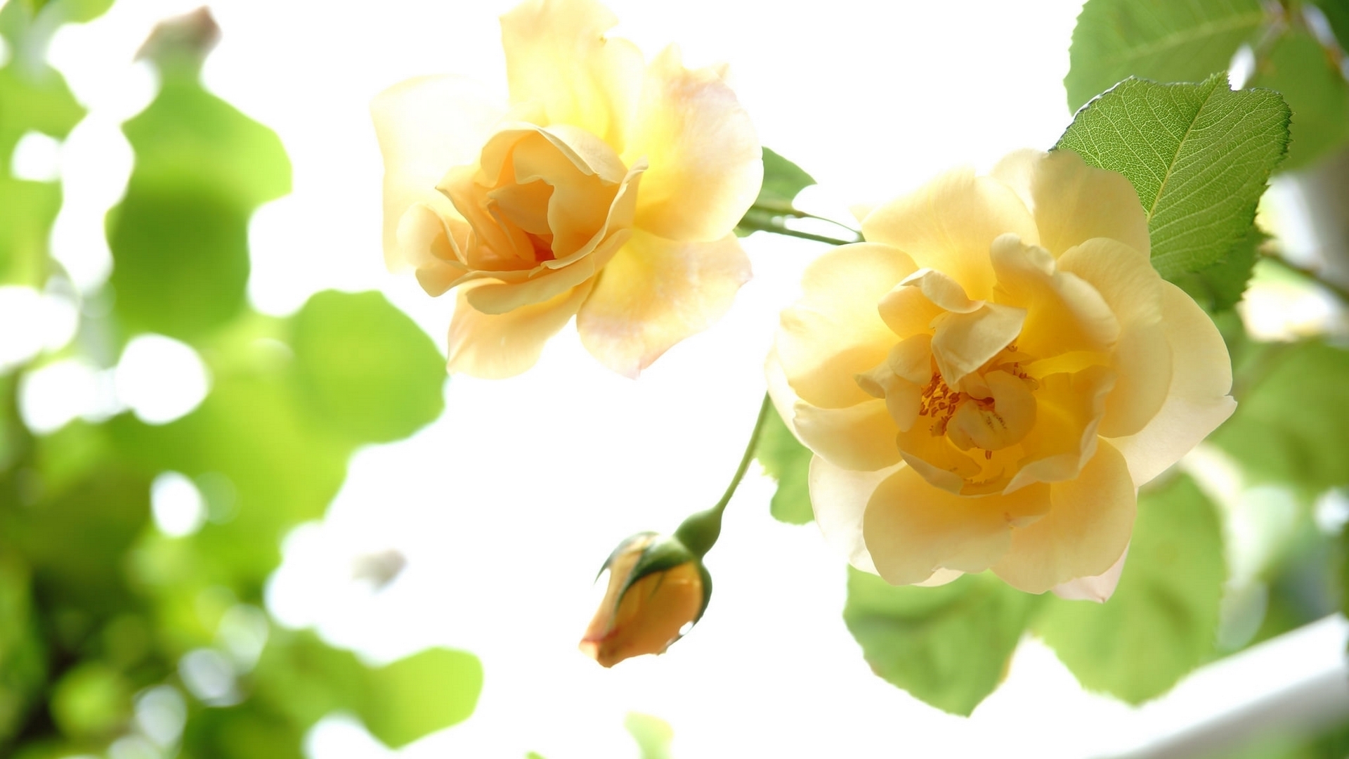 yellow, buds, roses, macro, HD Wallpaper