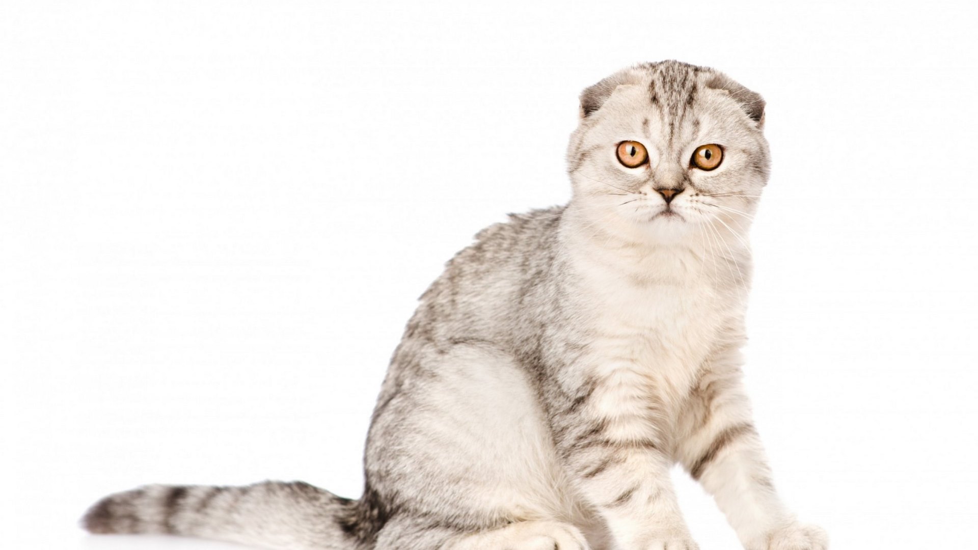 cat, cats, animals, animal, HD Wallpaper