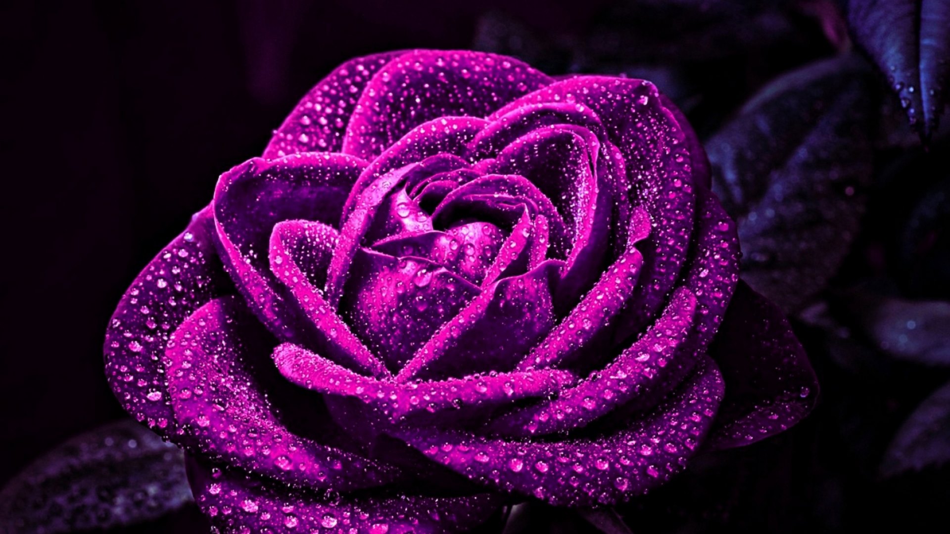 water, rose, droplets, flowers, nature, beautiful, HD Wallpaper