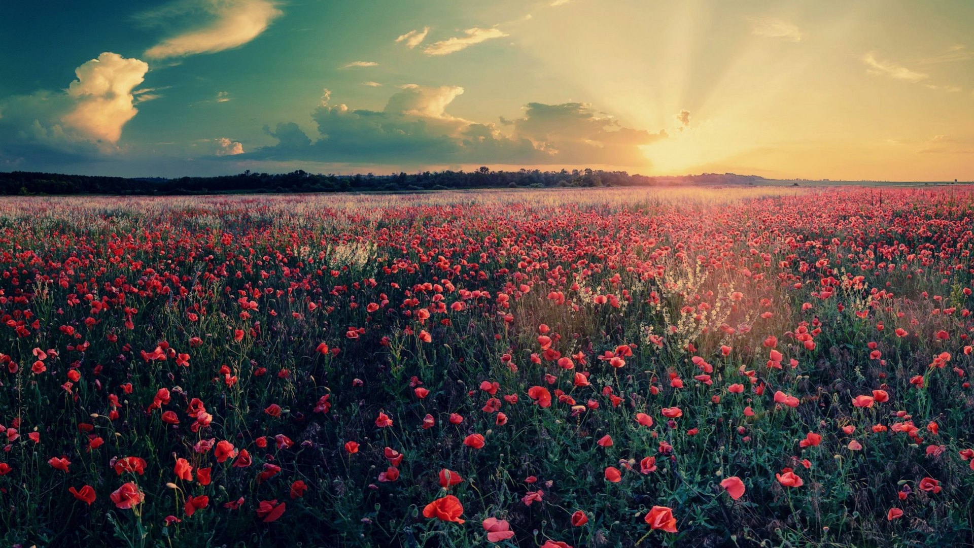 blossoms, sunset, sky, clouds, HD Wallpaper