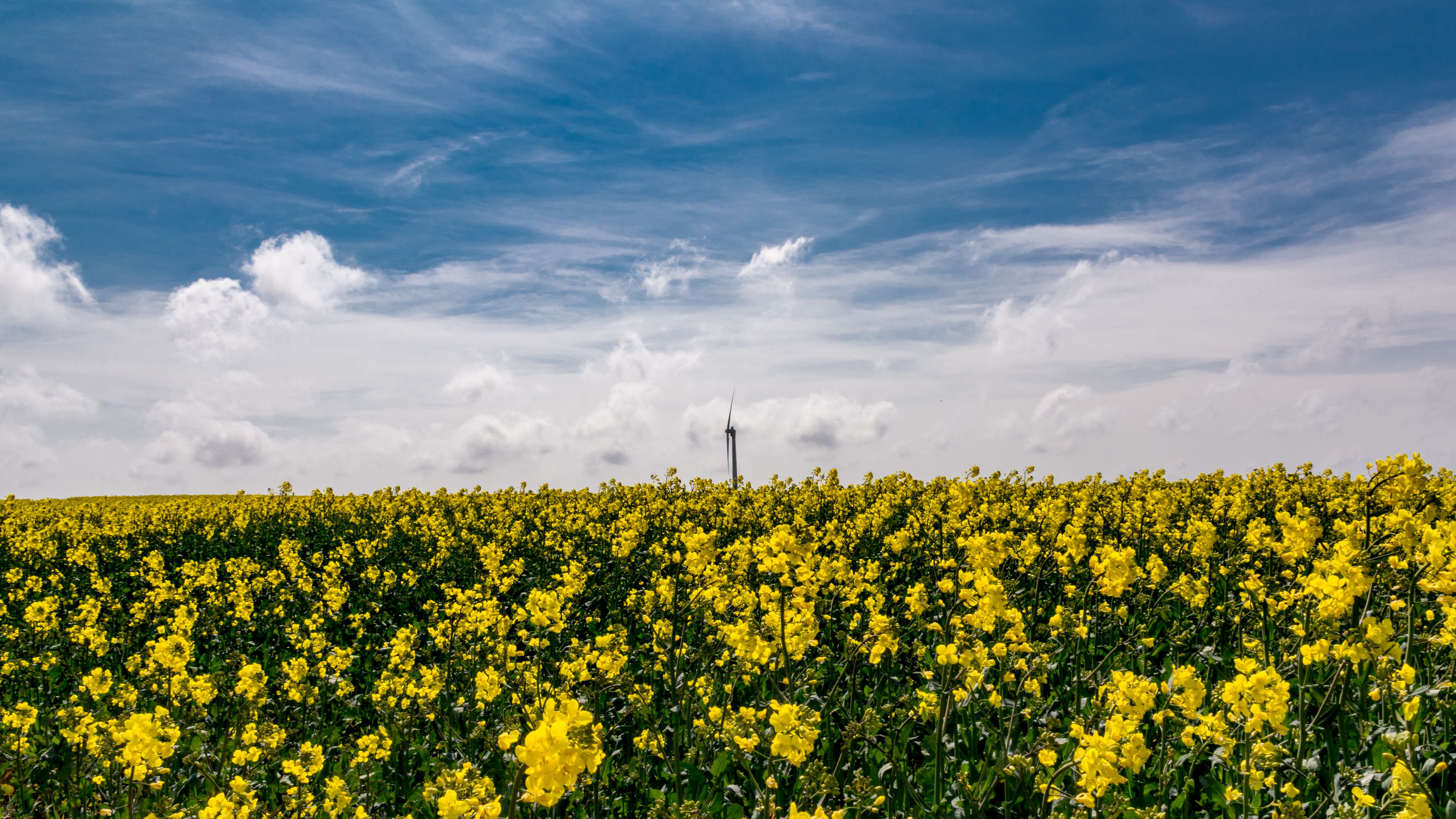 flowers, yellow, field, sky, 4k, HD Wallpaper