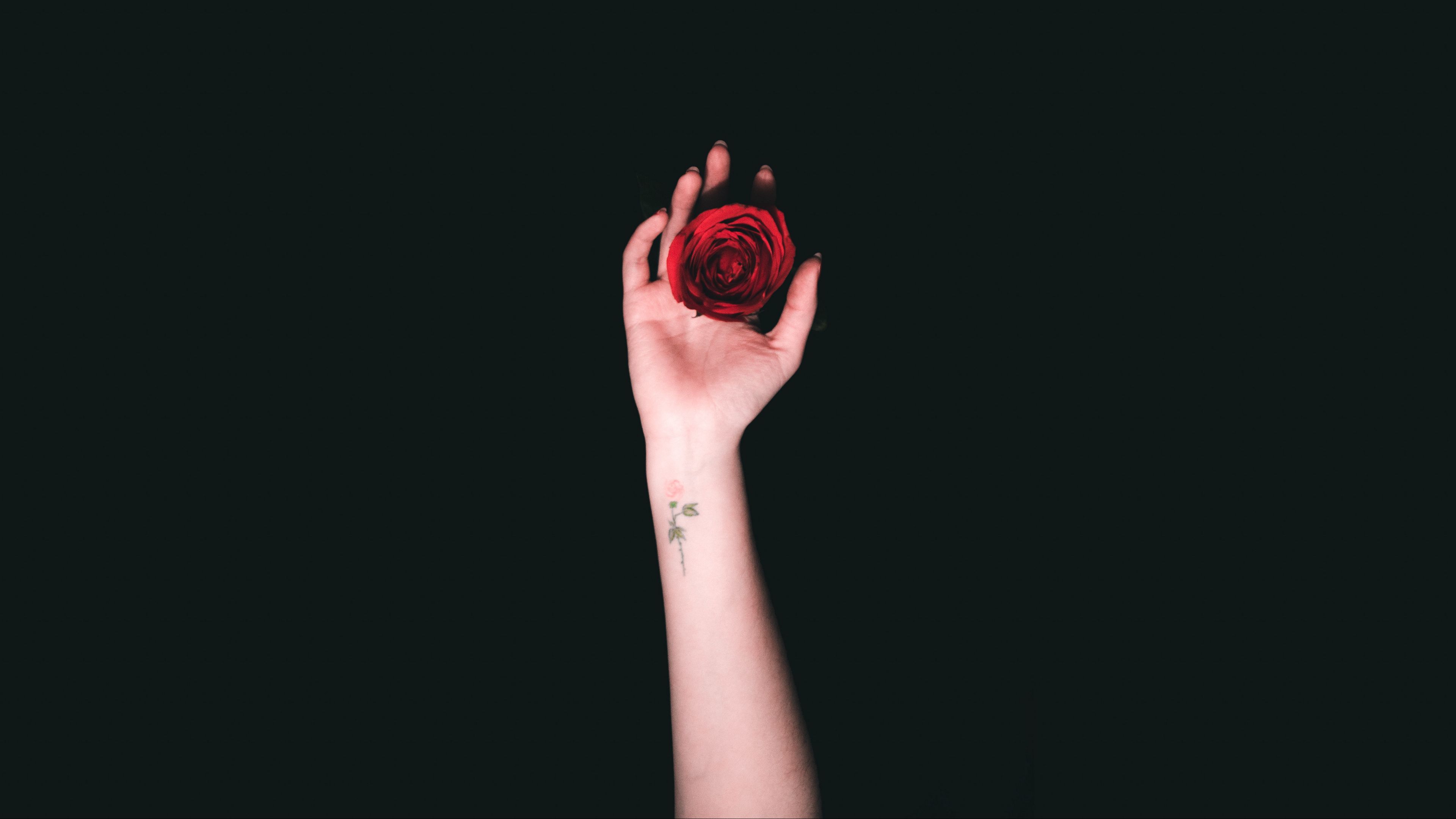 hand, roses, tattoo, minimalism, 4k, HD Wallpaper