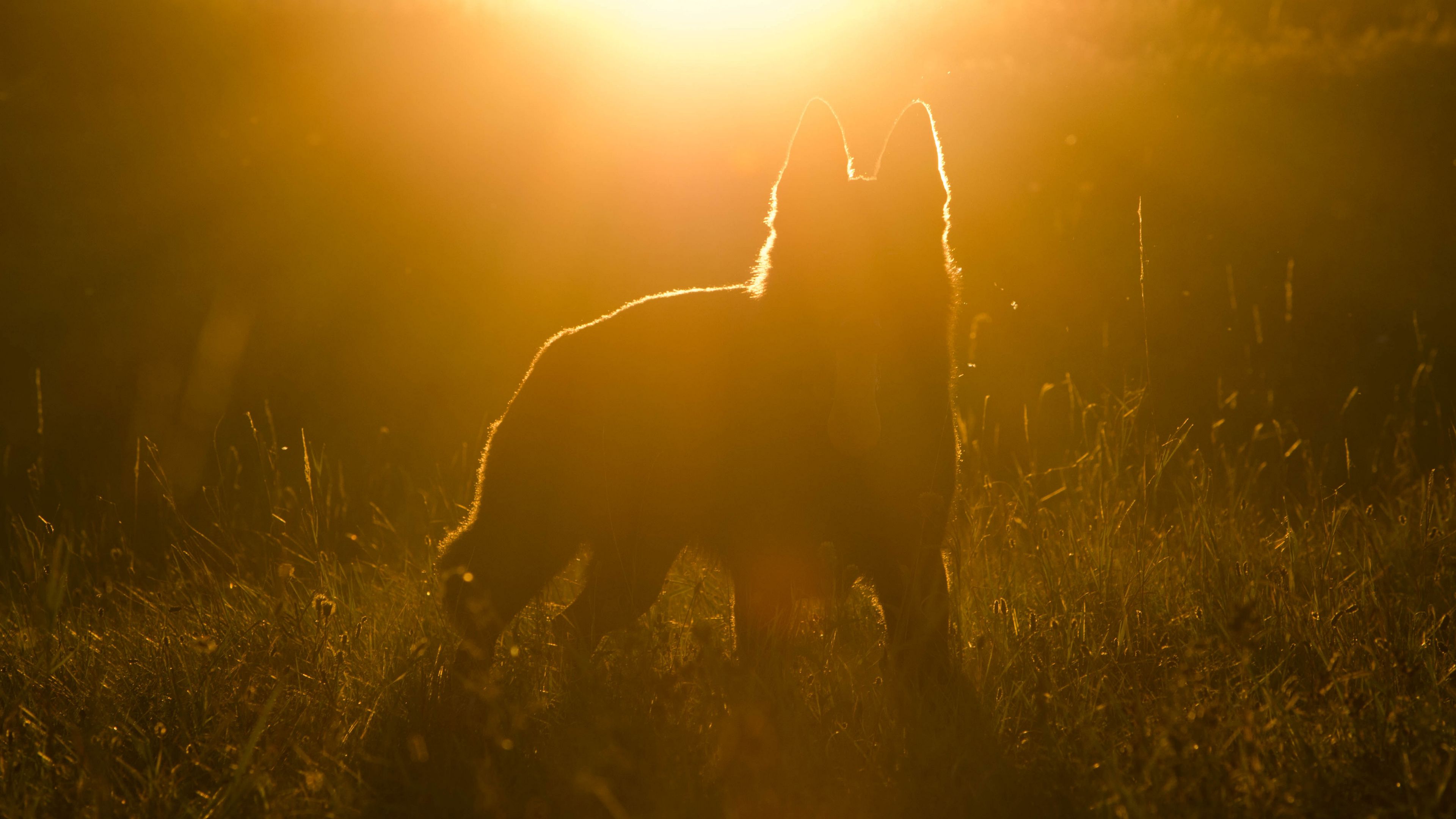 dog, silhouette, sunlight, 4k, HD Wallpaper