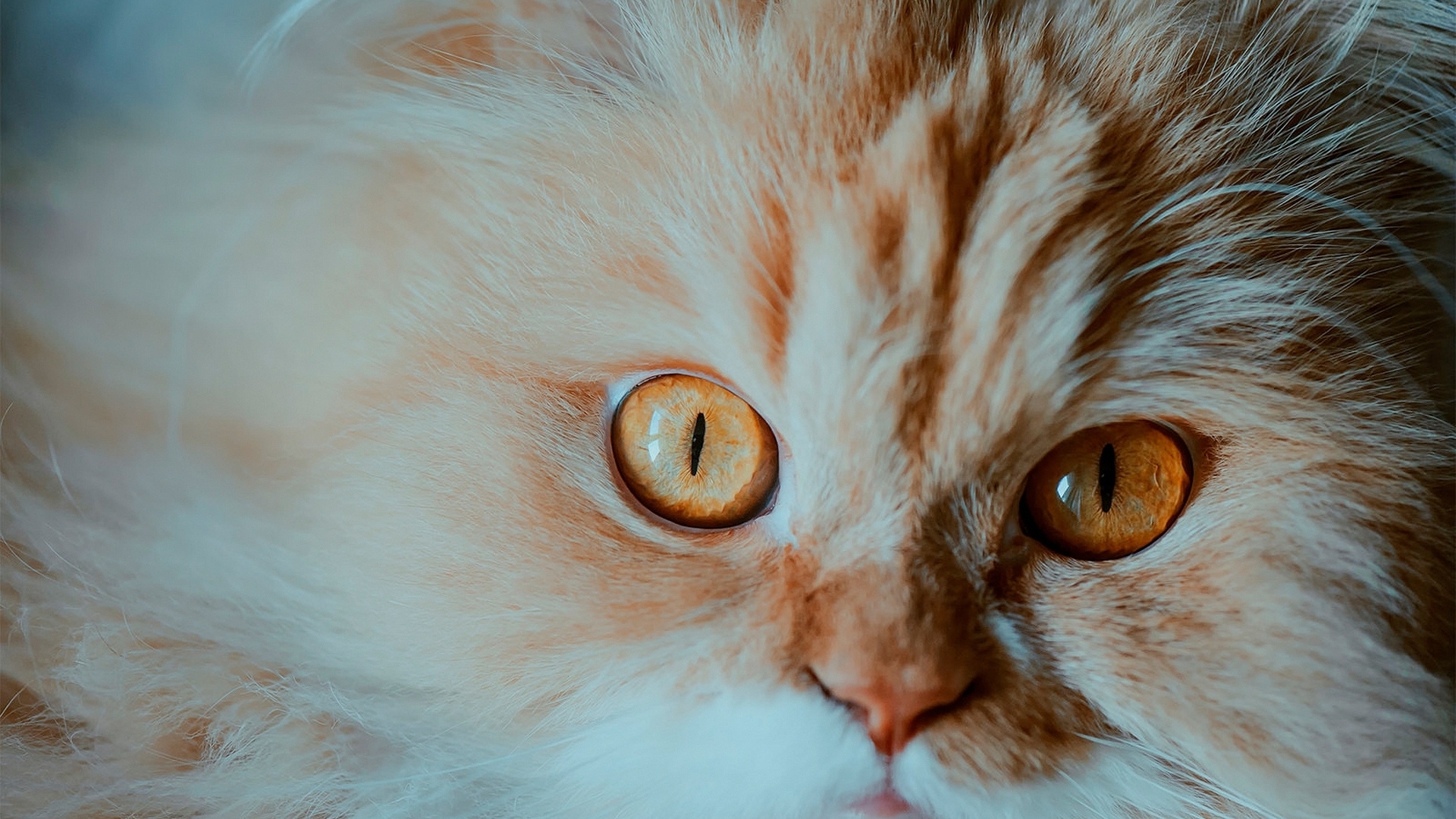 photo, nature, cat, animal, HD Wallpaper