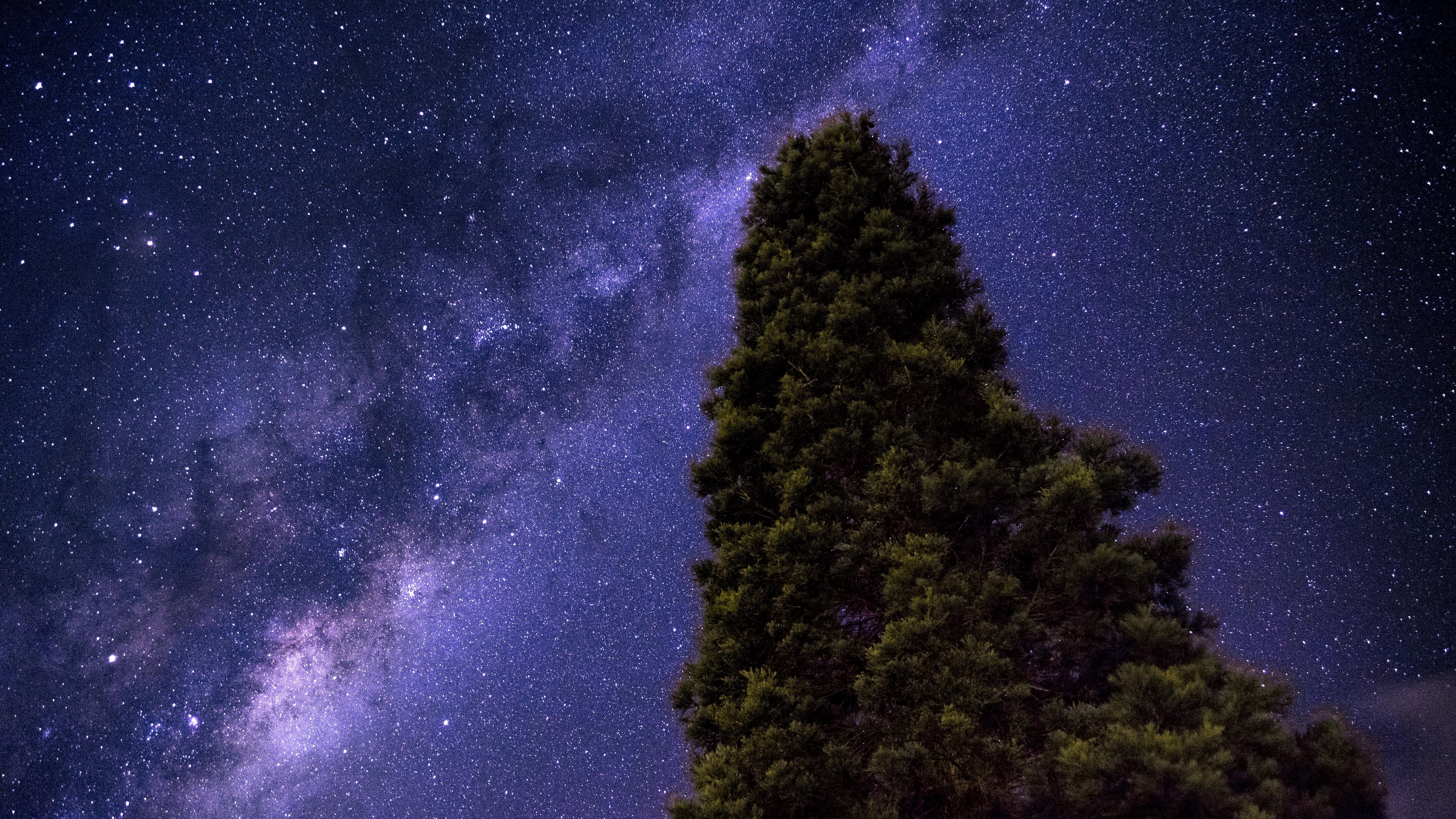 starry sky, milky way, tree, stars, 4k, HD Wallpaper