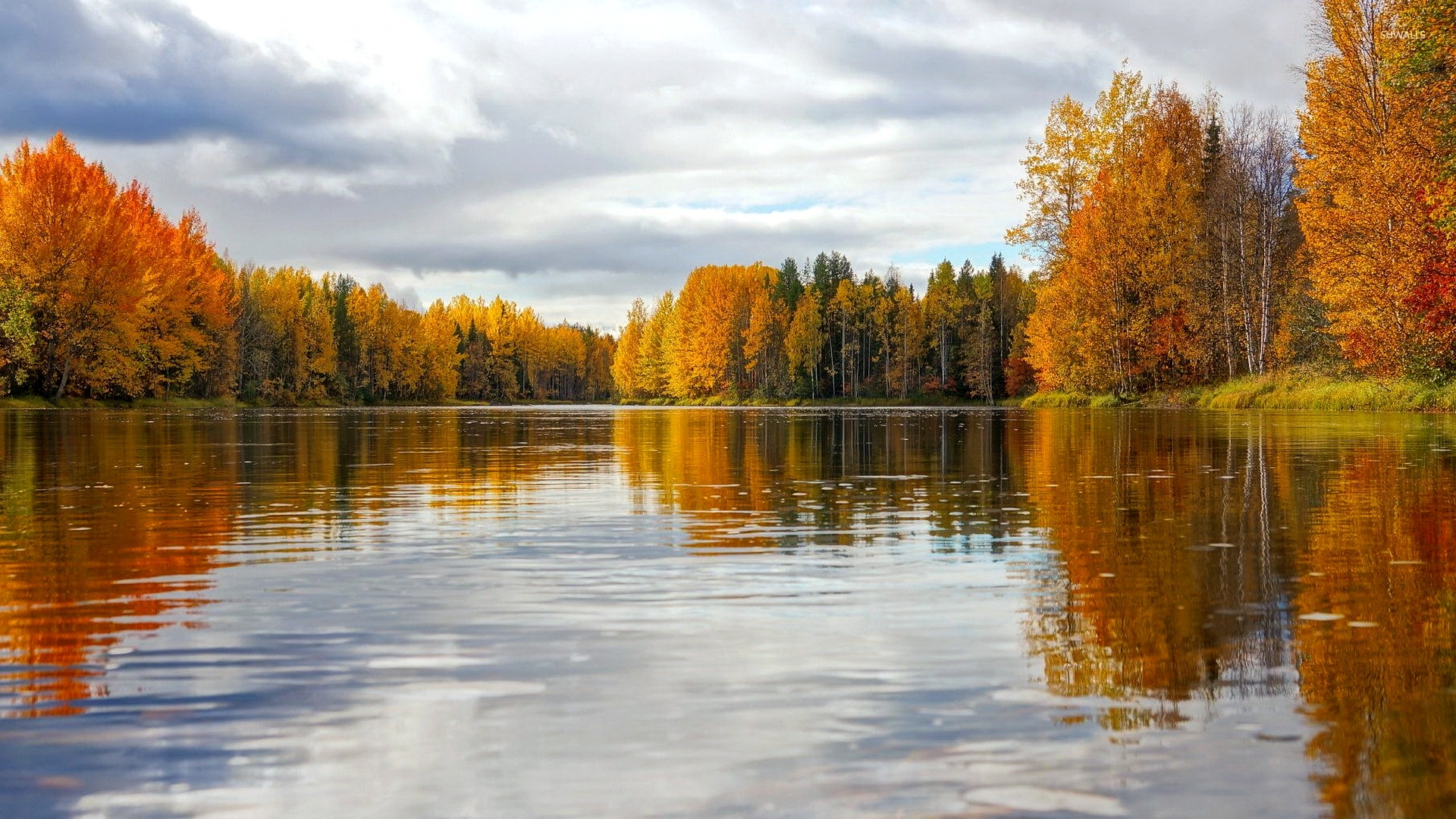lake, tree, forest, nature, HD Wallpaper