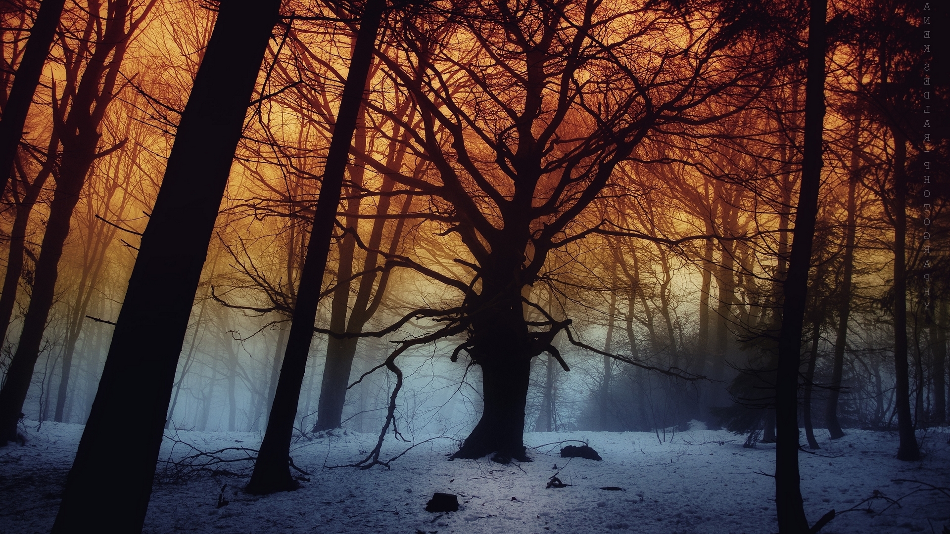 forest, tree, snow, winter, HD Wallpaper