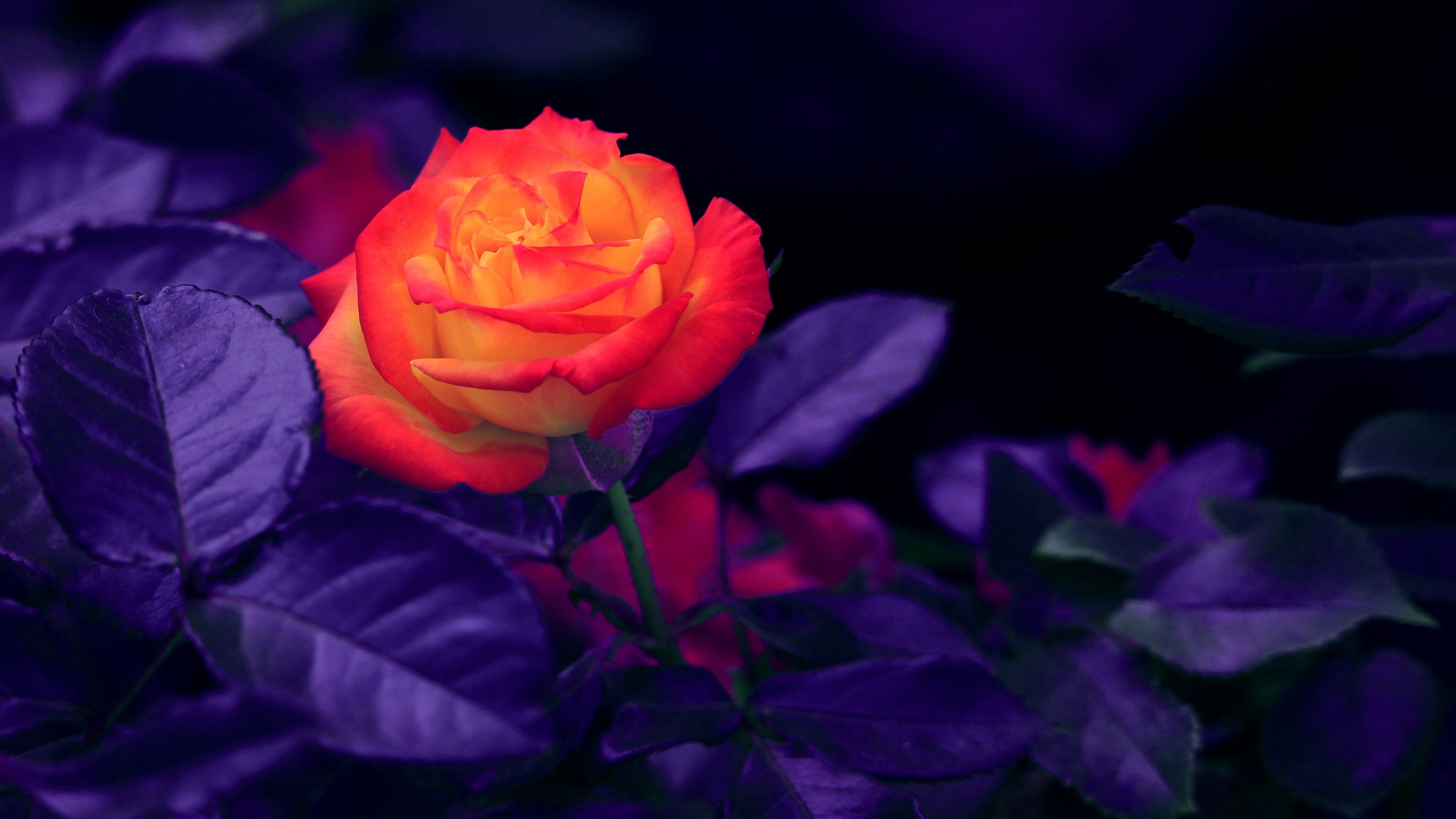 rose, bud, orange, purple, 4k, HD Wallpaper