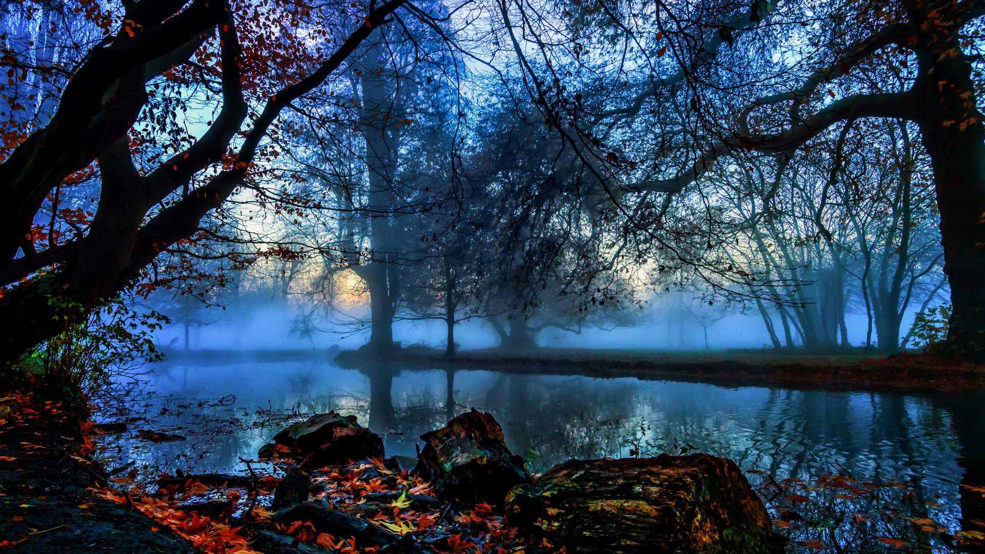 leaves, fog, autumn, nature, HD Wallpaper