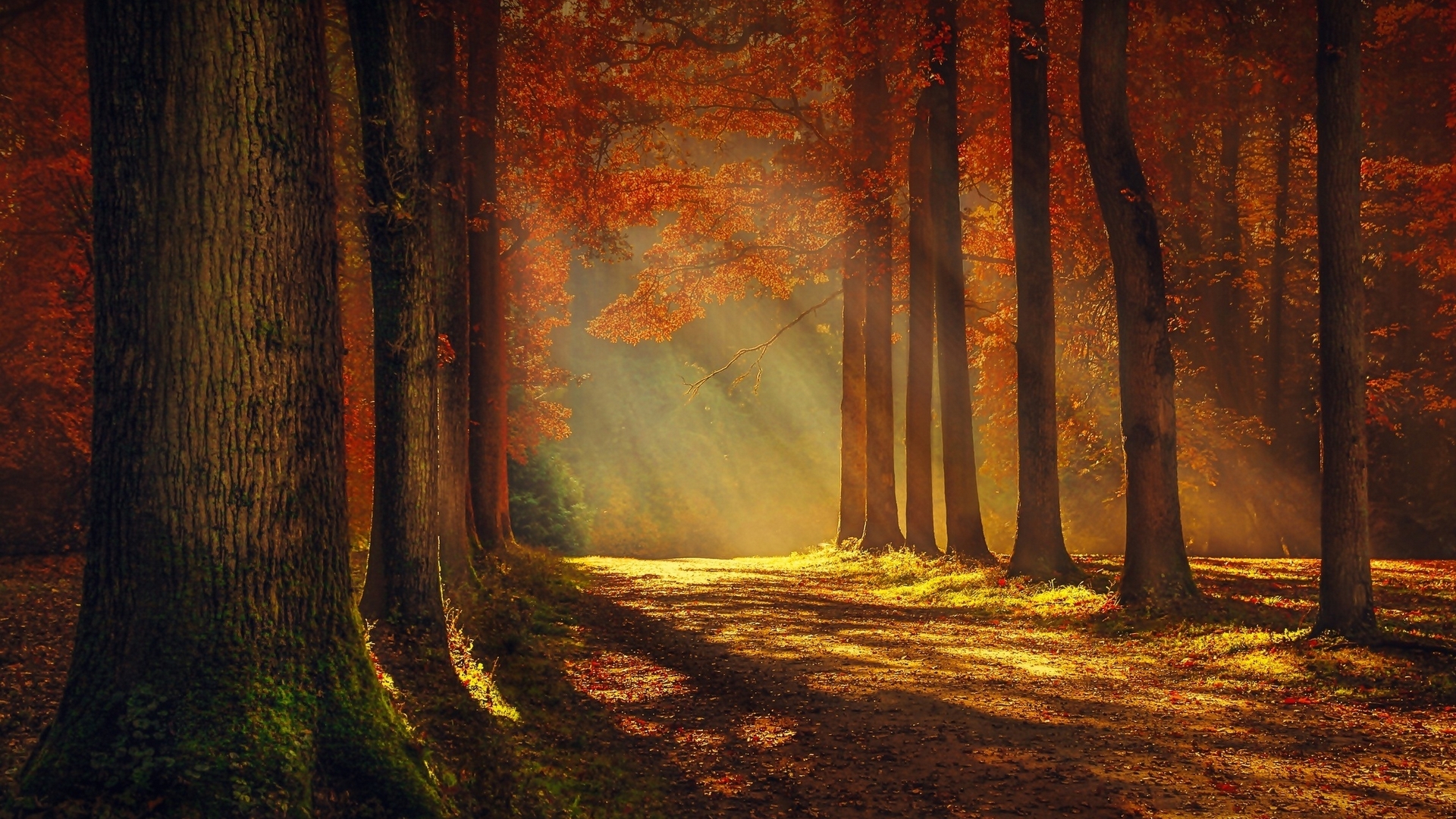 forest, autumn, alley, trees, HD Wallpaper