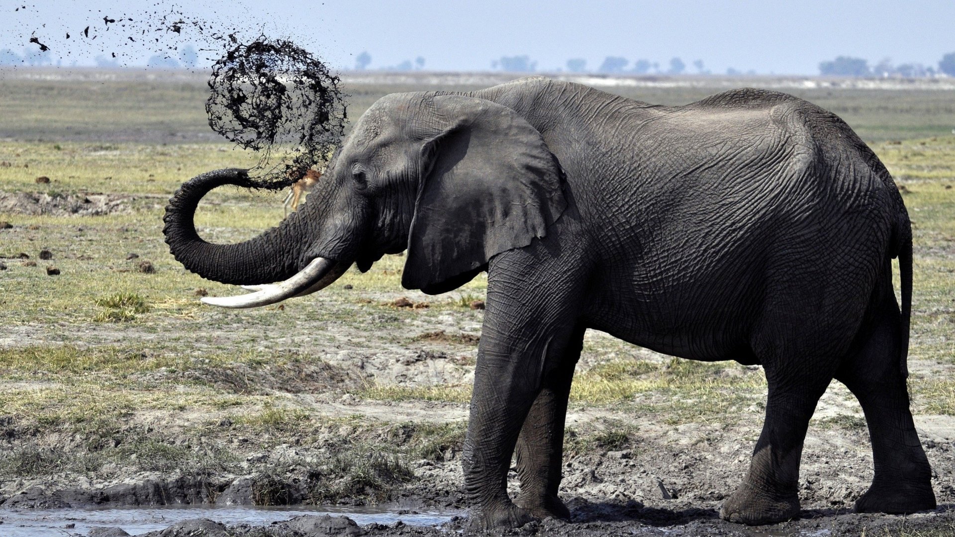 water, elephant, wildlife, animals, tusk, HD Wallpaper