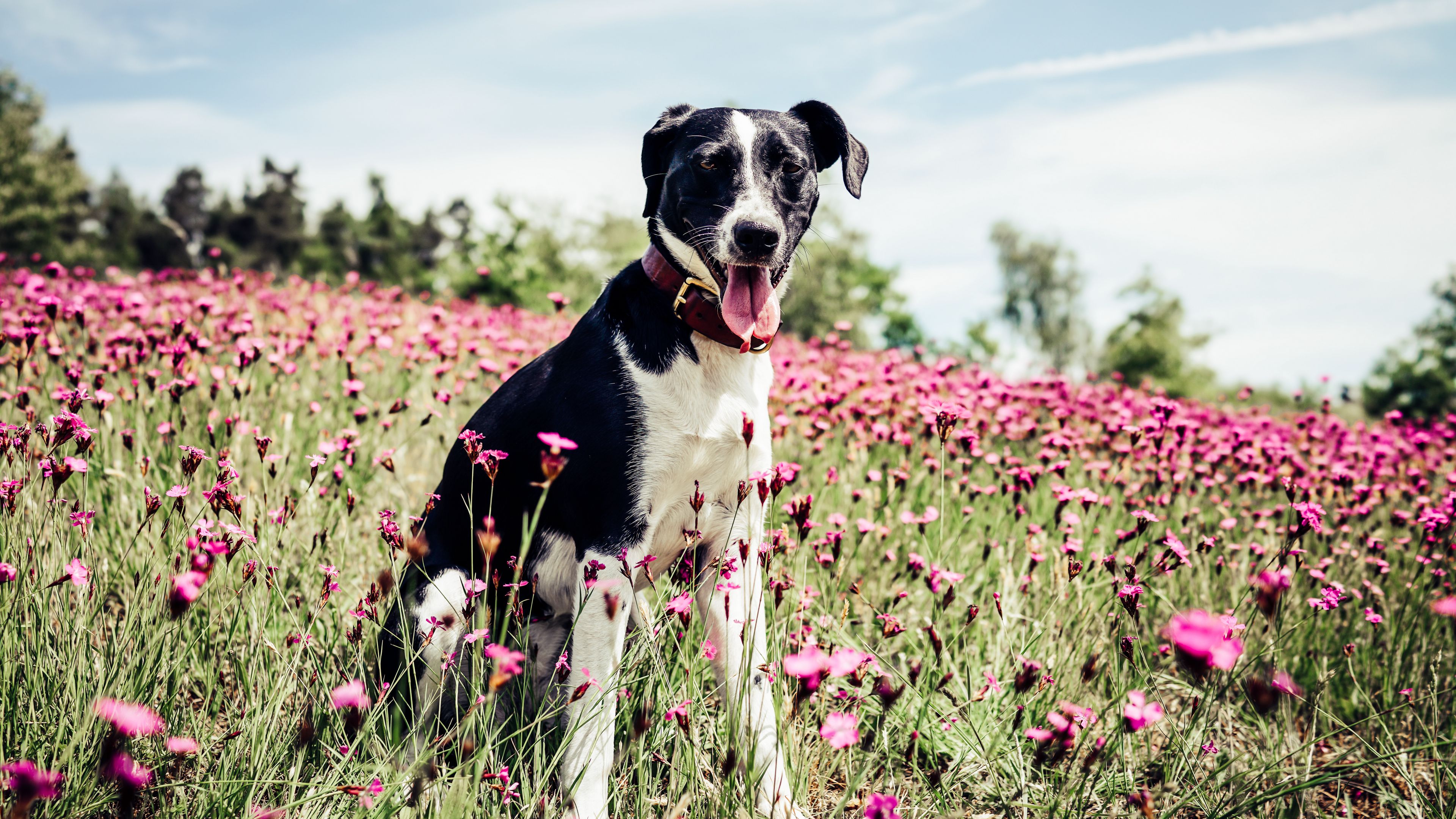 french white and black hound, dog, field, flowers, 4k, HD Wallpaper