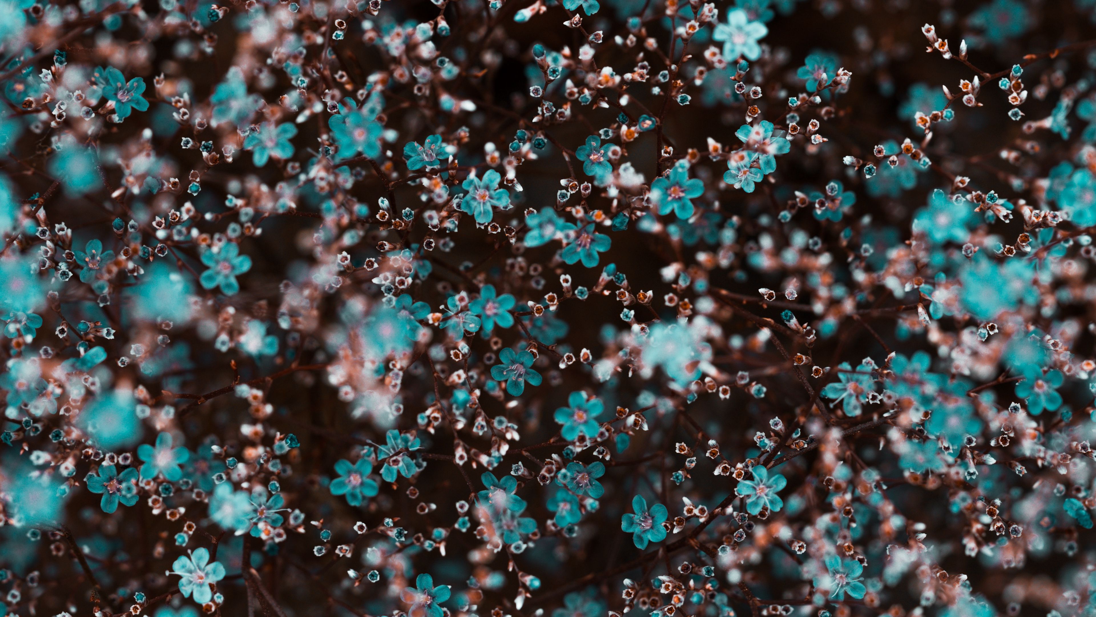 flowers, bloom, many, blur, 4k, HD Wallpaper