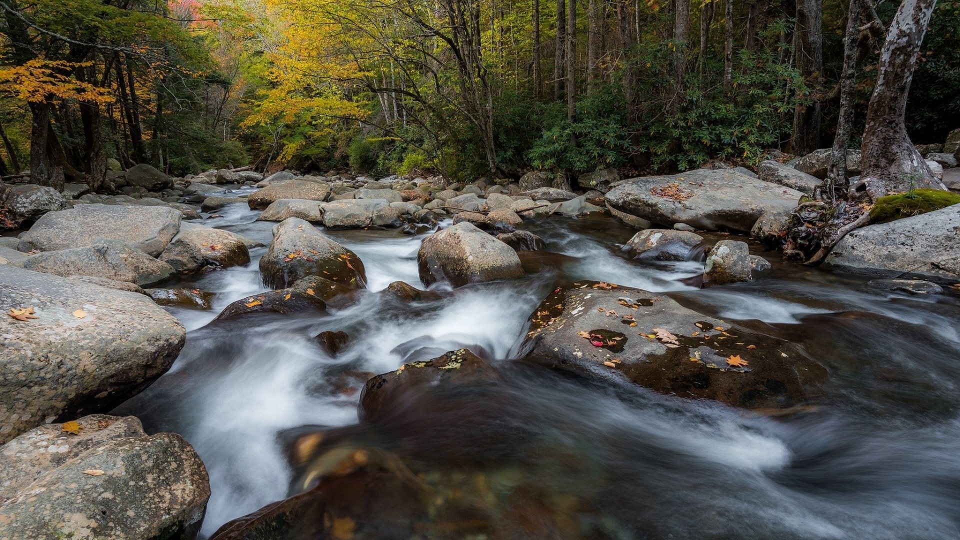 forest, nature, water, stream, HD Wallpaper