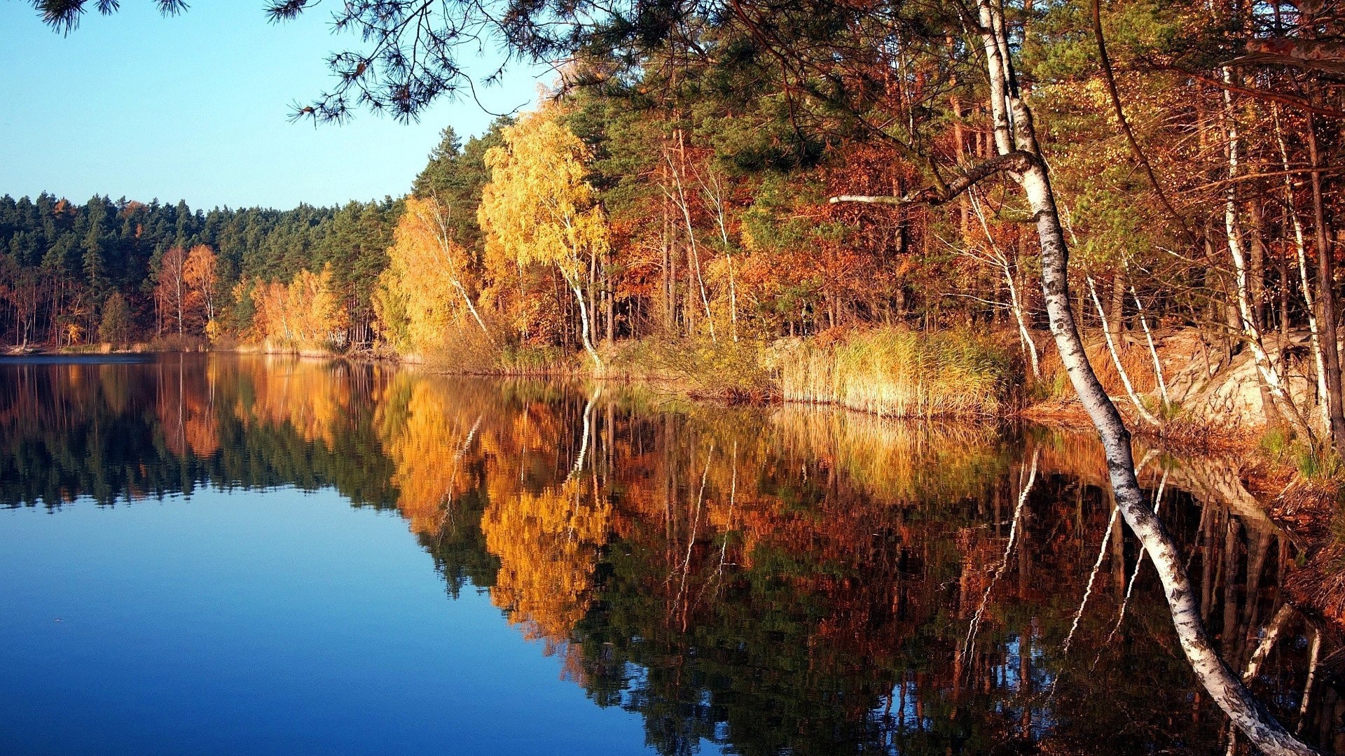 autumn, nature, reflection, trees, lake, HD Wallpaper