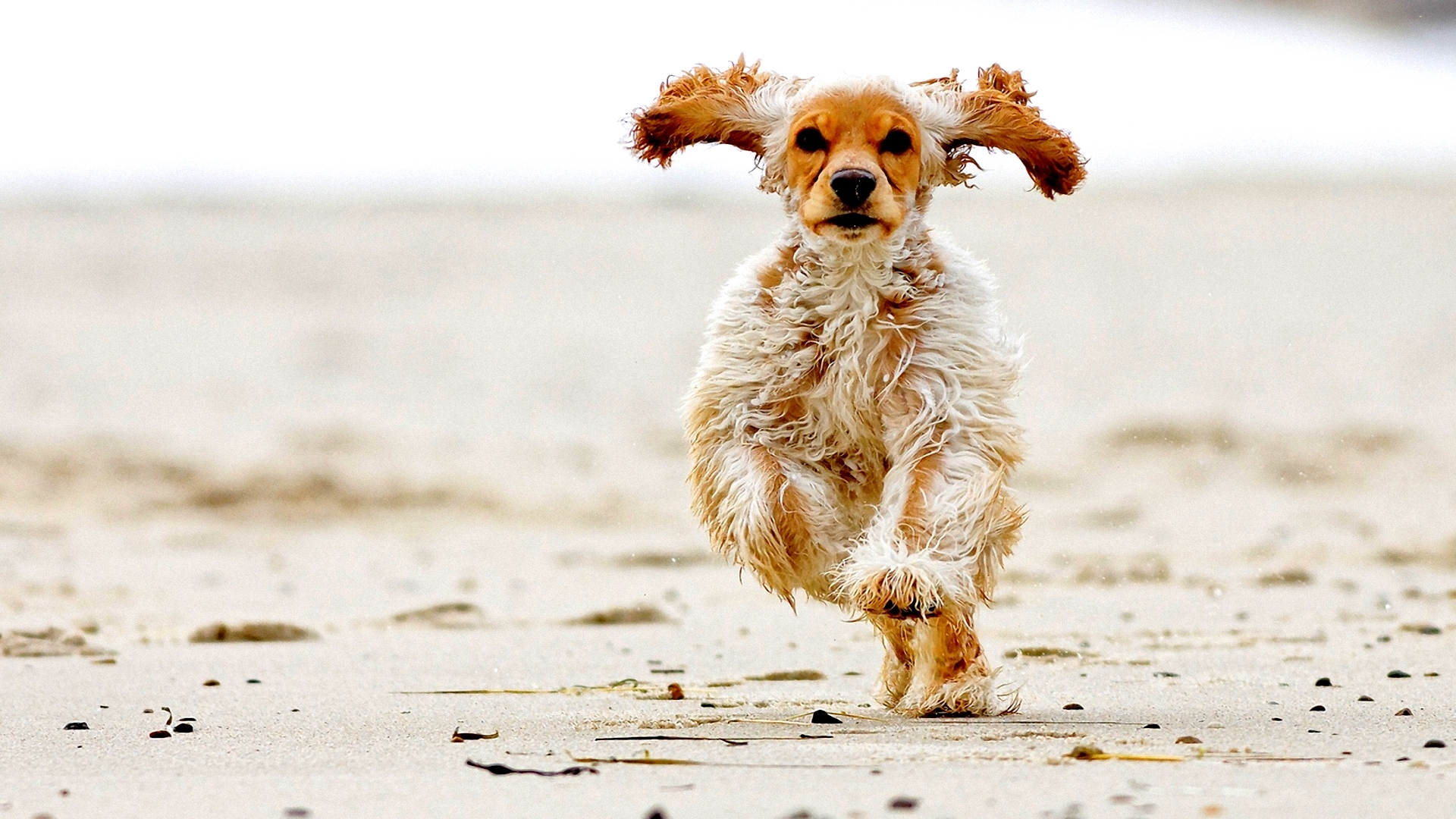 beach, running, cute, puppy, HD Wallpaper